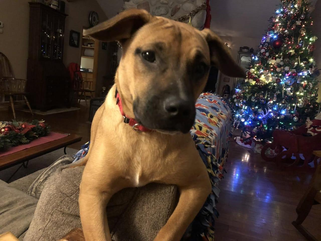 Enlarge Willow, an adopted mixed breed in Vermilion, OH image 1/3