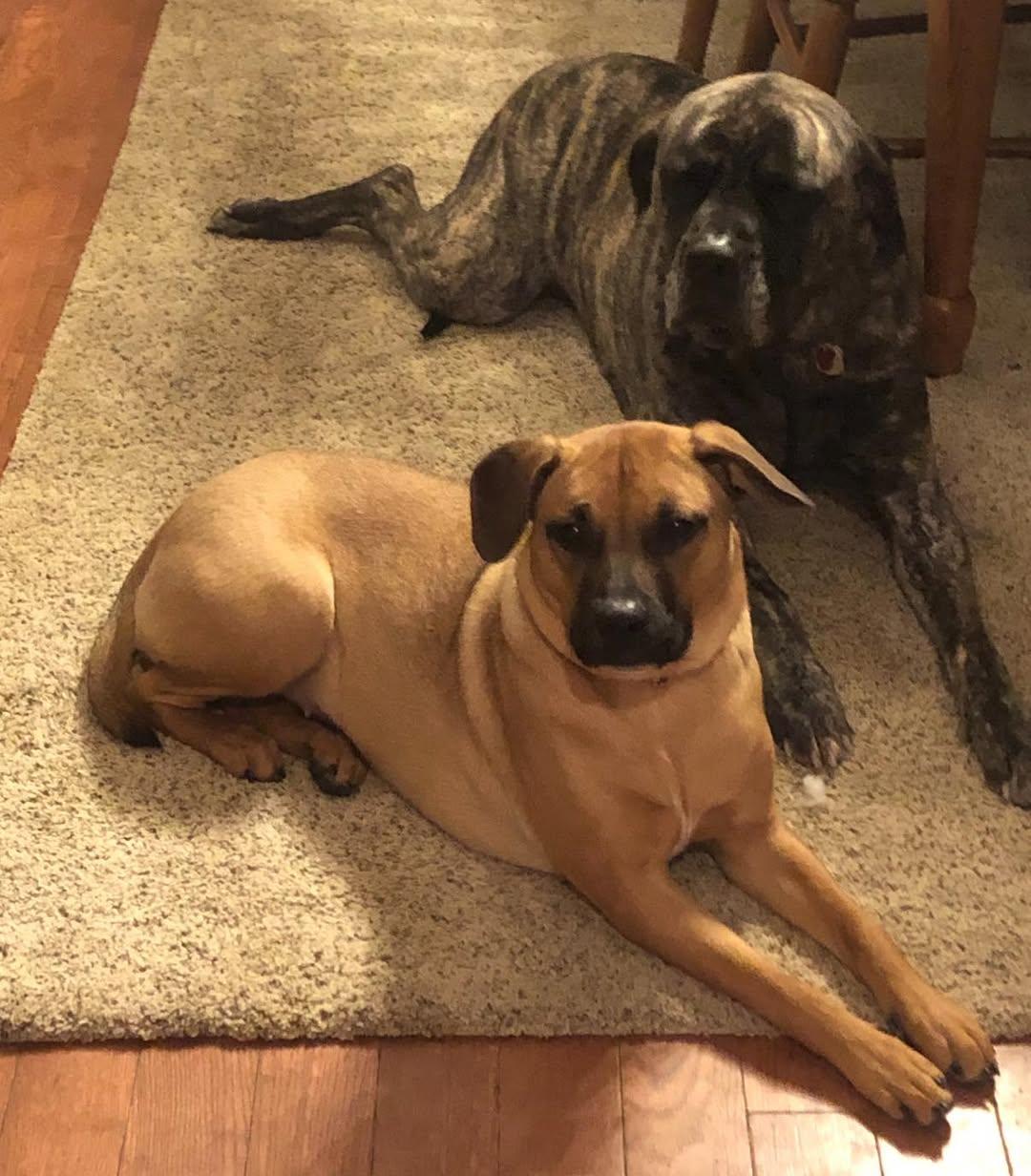 Enlarge Willow, an adopted mixed breed in Vermilion, OH image 2/3