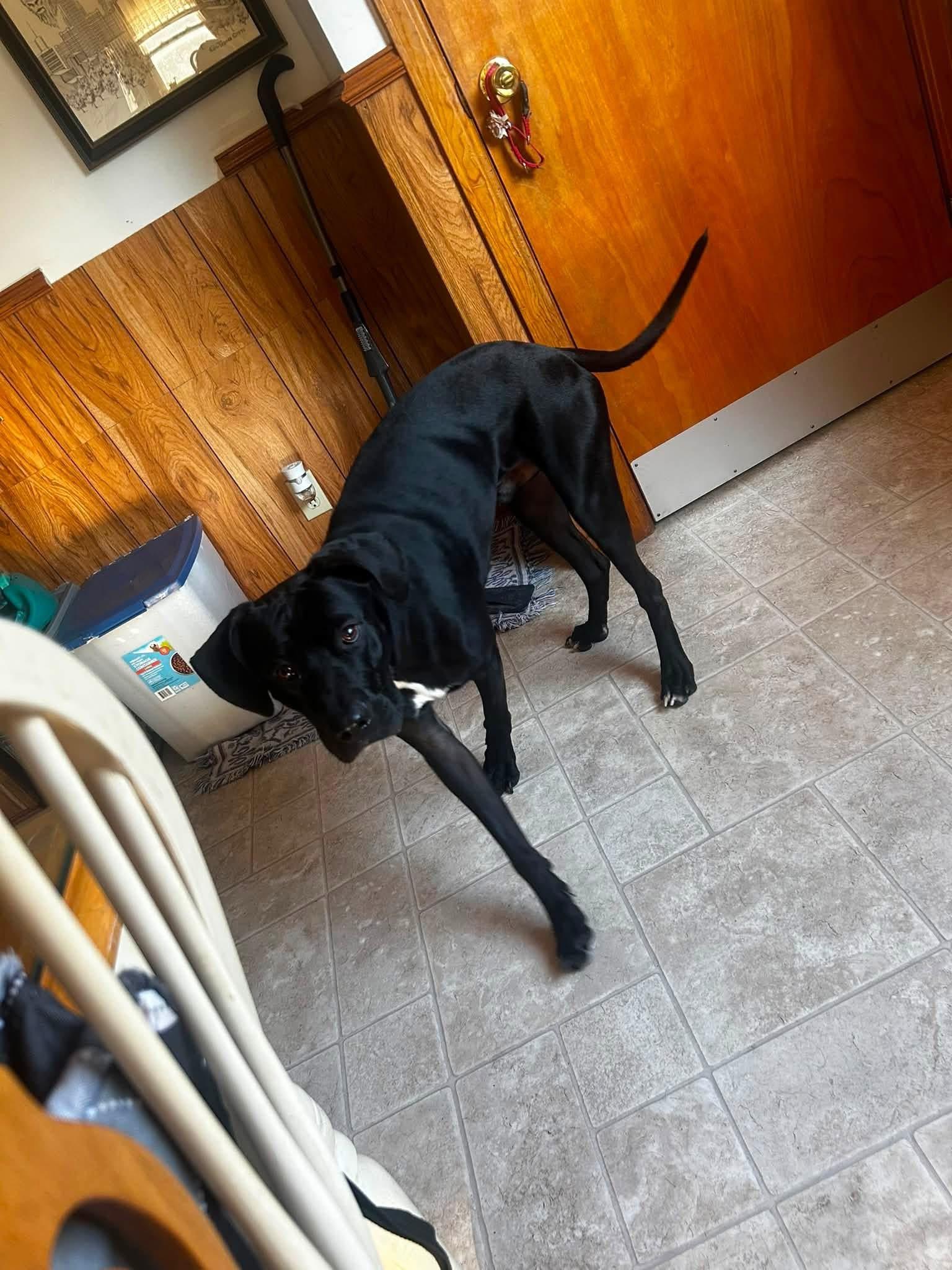 Enlarge Bear, a Adoptable mixed breed in Cowlesville, NY image 2/3