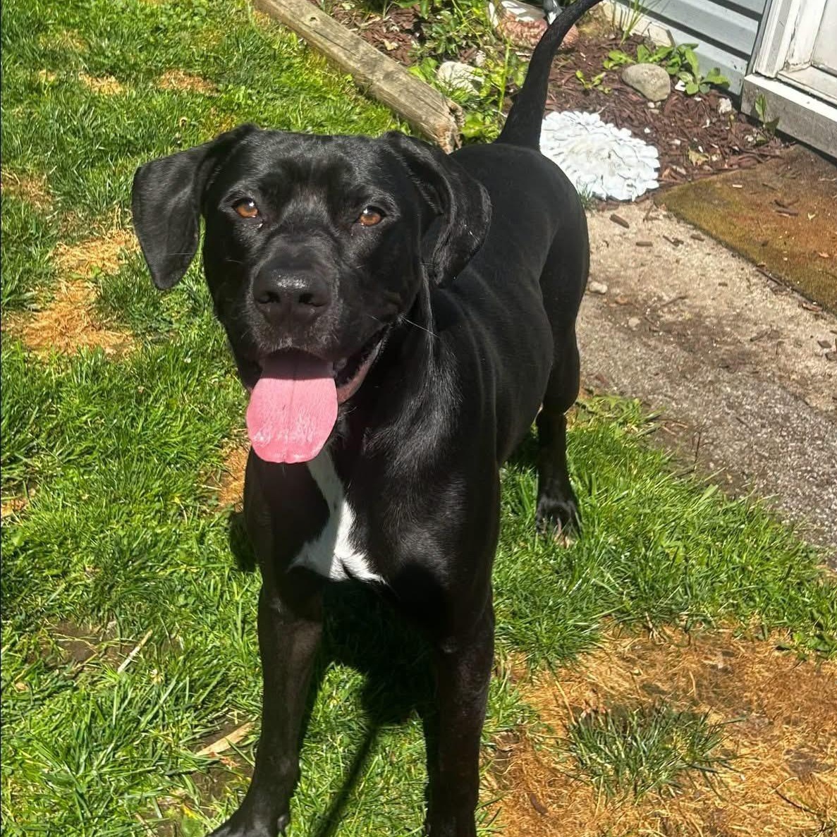 Bear, Adoptable, Young Male Labrador Retriever.