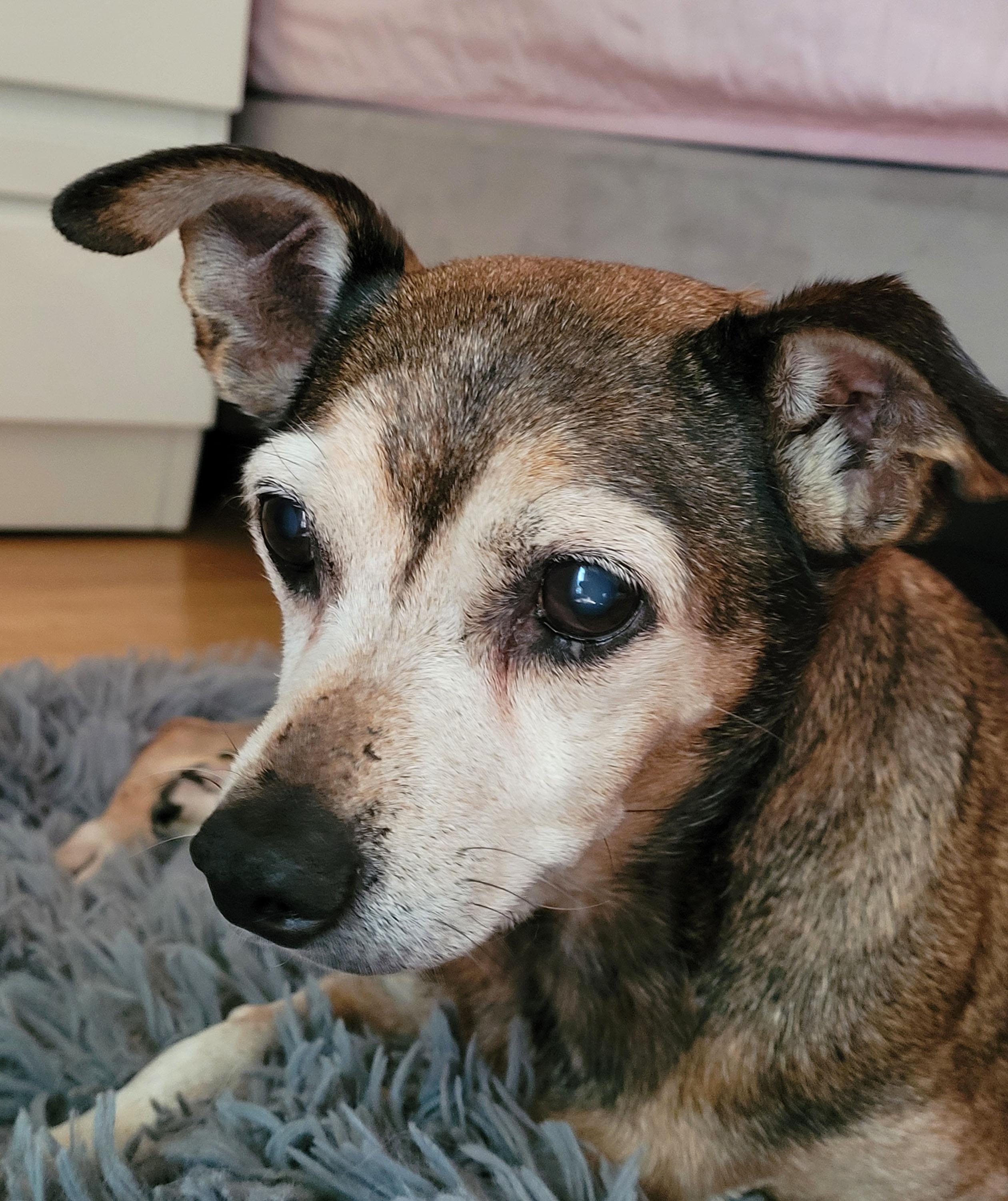 Spike, adopted, Adult Male Beagle & Jack Russell Terrier.