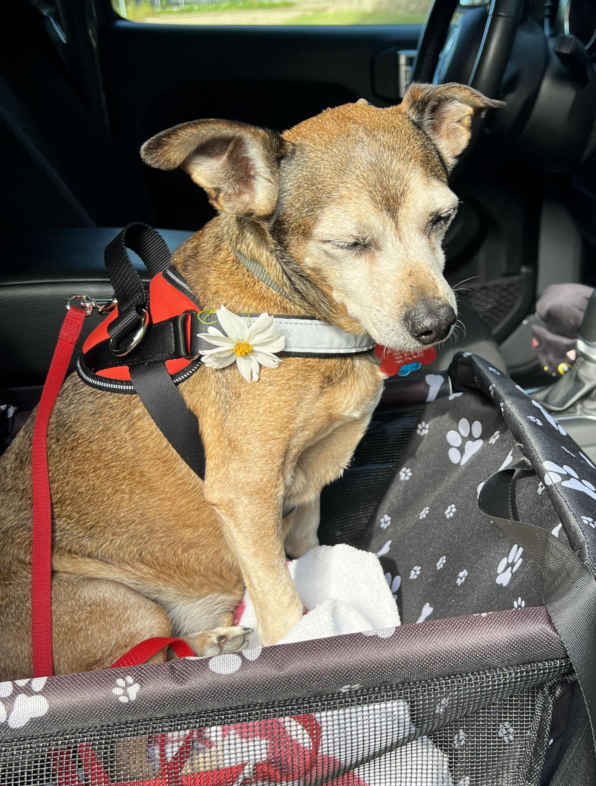 Enlarge Spike, an adopted mixed breed in Manhattan, KS image 2/6