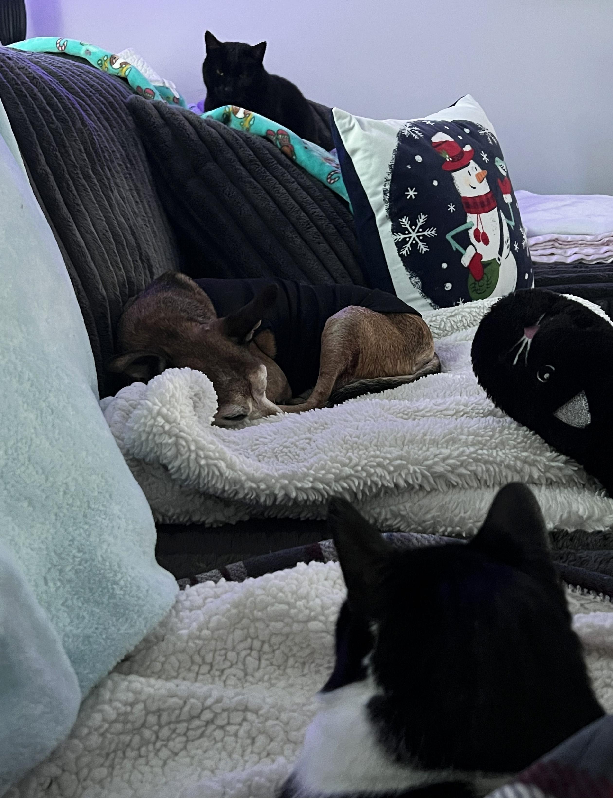 Enlarge Spike, an adopted mixed breed in Manhattan, KS image 3/6