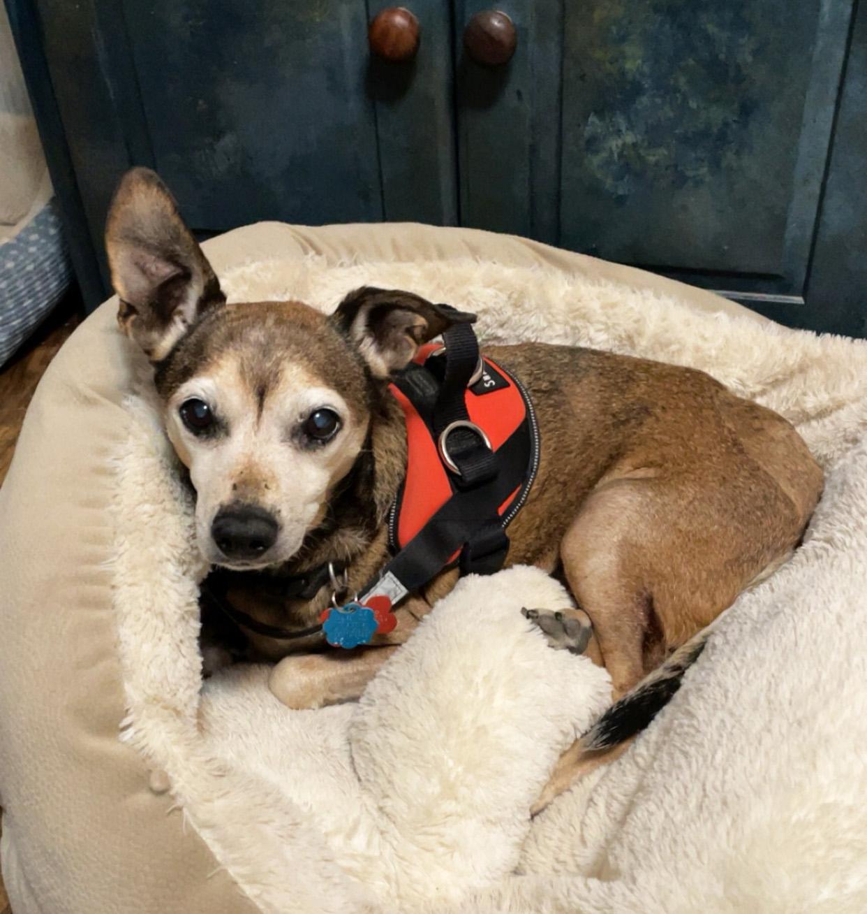 Enlarge Spike, an adopted mixed breed in Manhattan, KS image 4/6