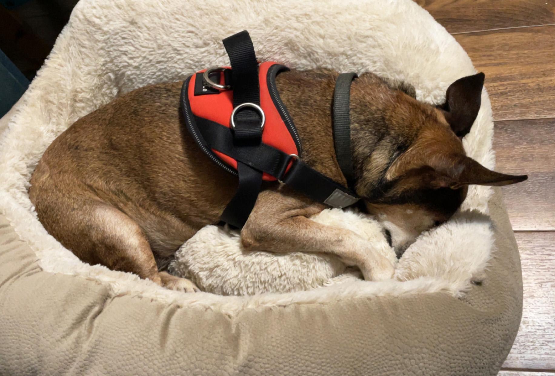 Enlarge Spike, an adopted mixed breed in Manhattan, KS image 5/6