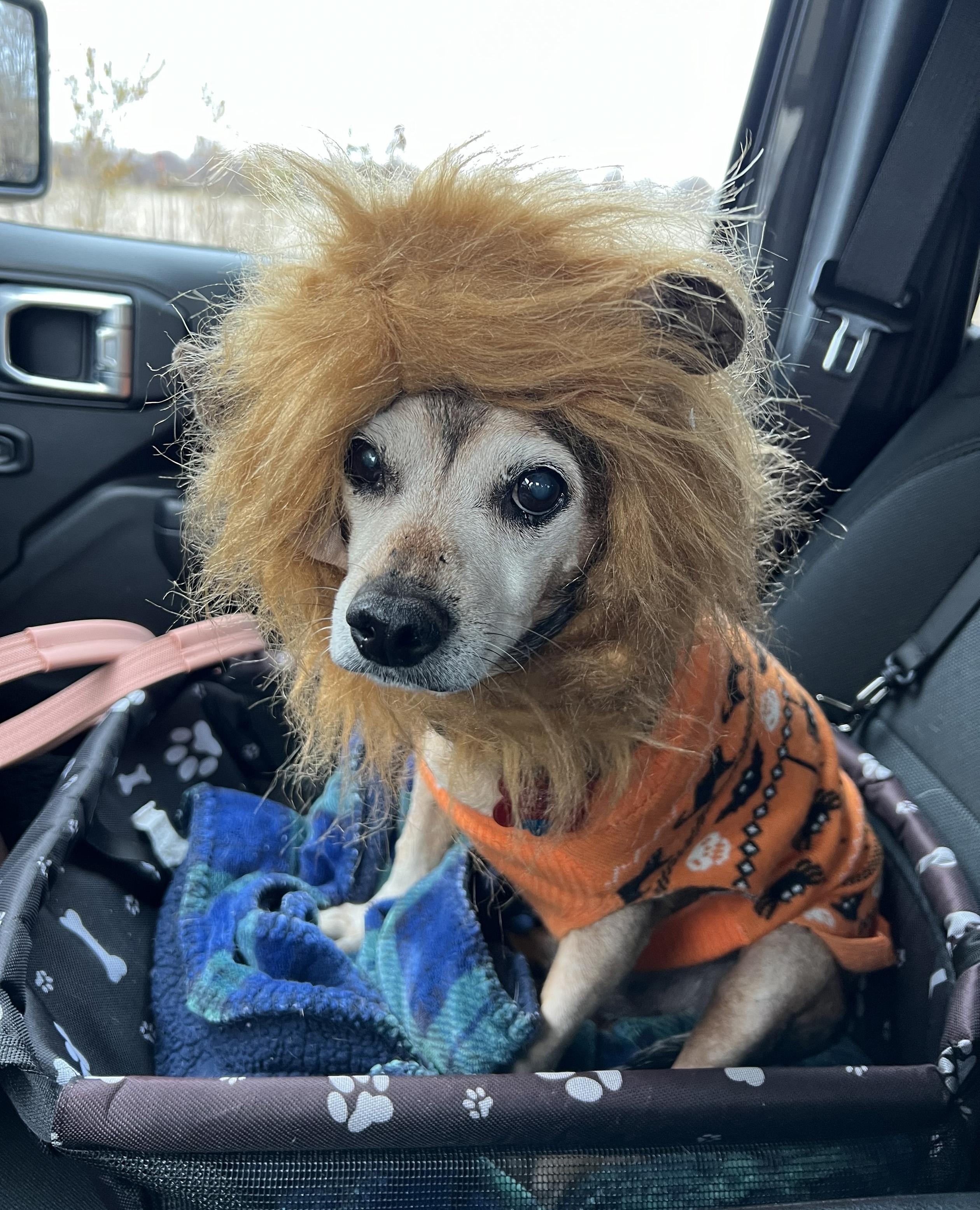 Enlarge Spike, an adopted mixed breed in Manhattan, KS image 6/6