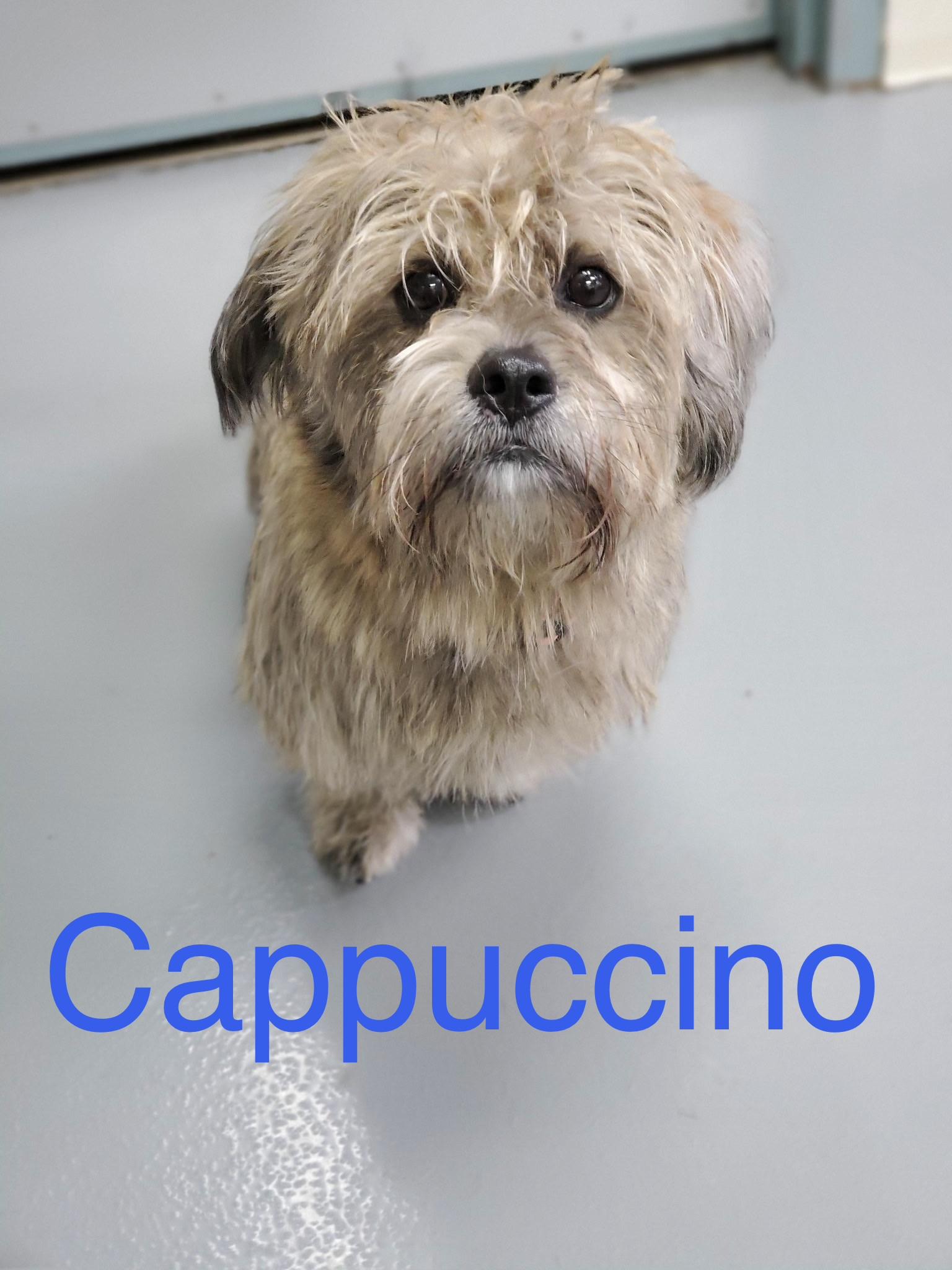 Cappucino, Adopted, Puppy Male Shih Tzu & Mixed Breed.