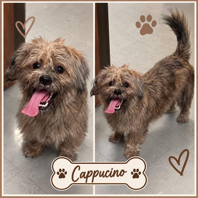 Enlarge Cappucino, a Adopted mixed breed in Zimmerman, MN image 2/2