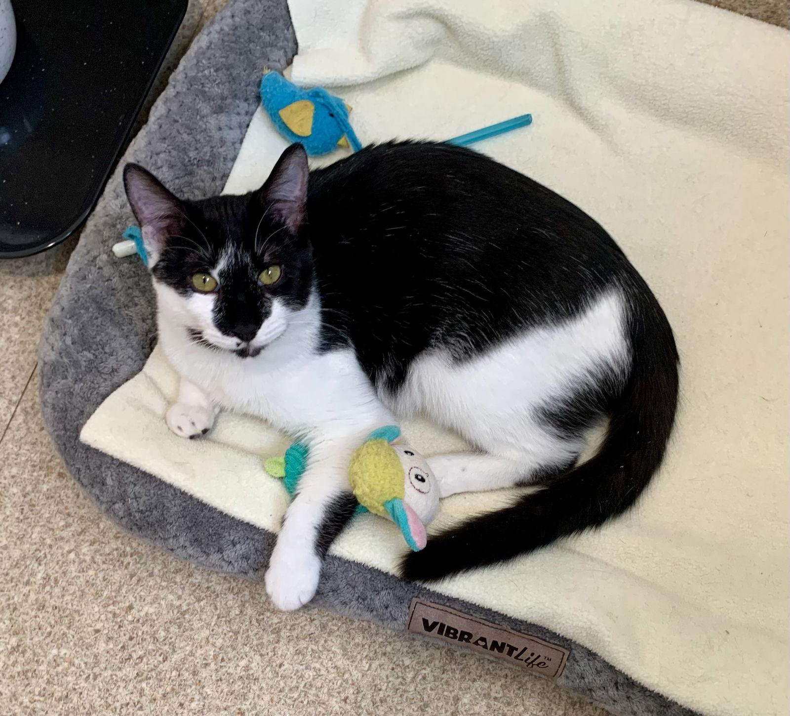 Isaac, Adoptable, Young Male Domestic Short Hair & Tuxedo.