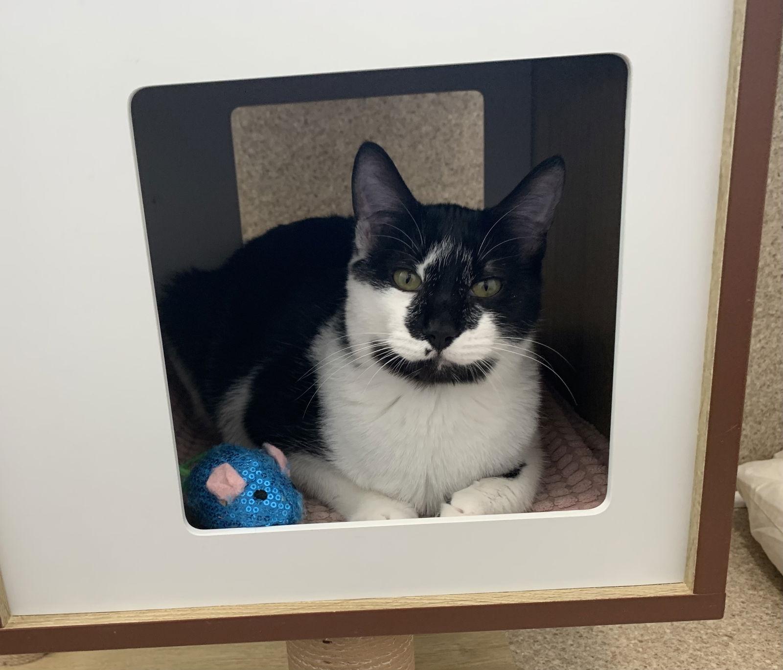 Enlarge Isaac, a Adoptable mixed breed in Mc Cormick, SC image 2/3