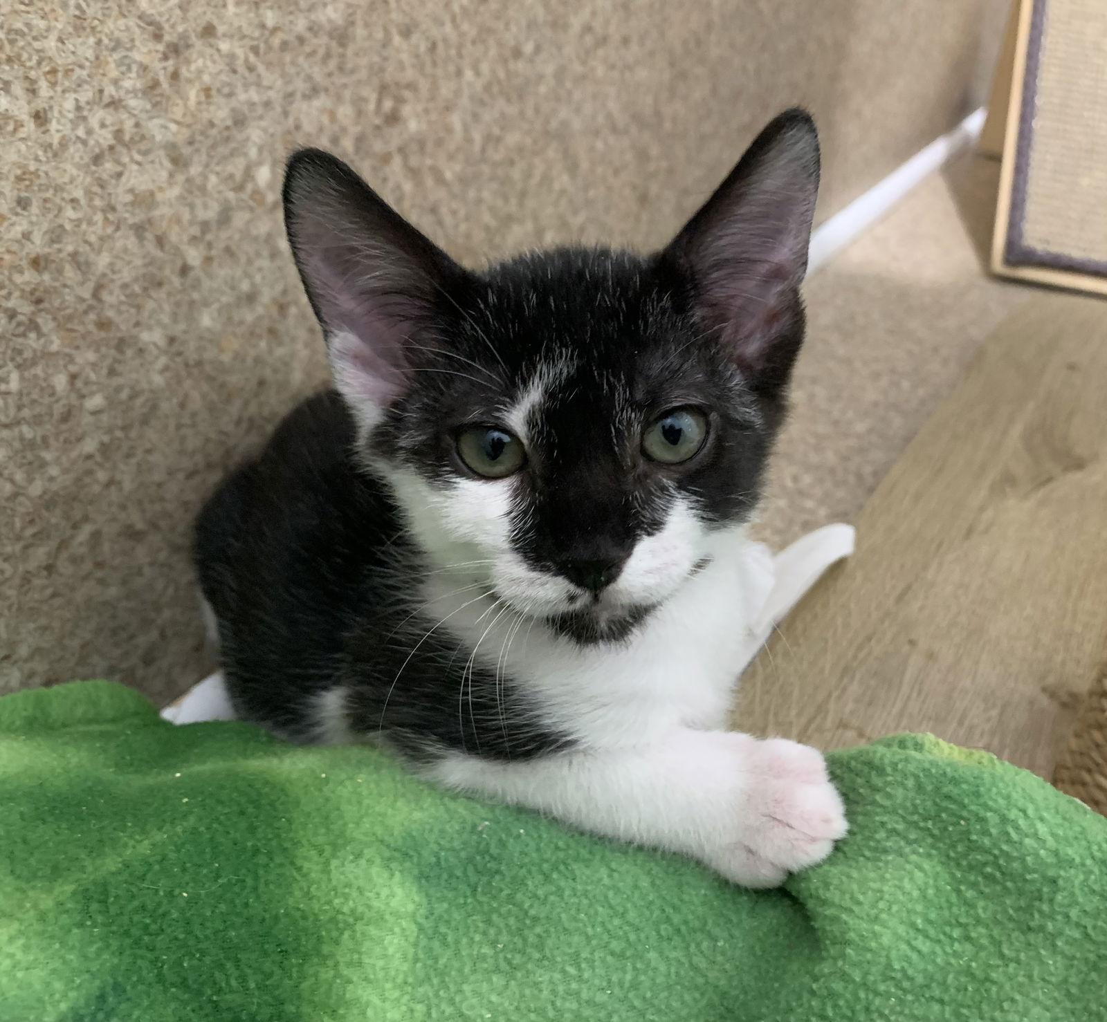 Isaac, Adoptable, Young Male Domestic Short Hair & Tuxedo.