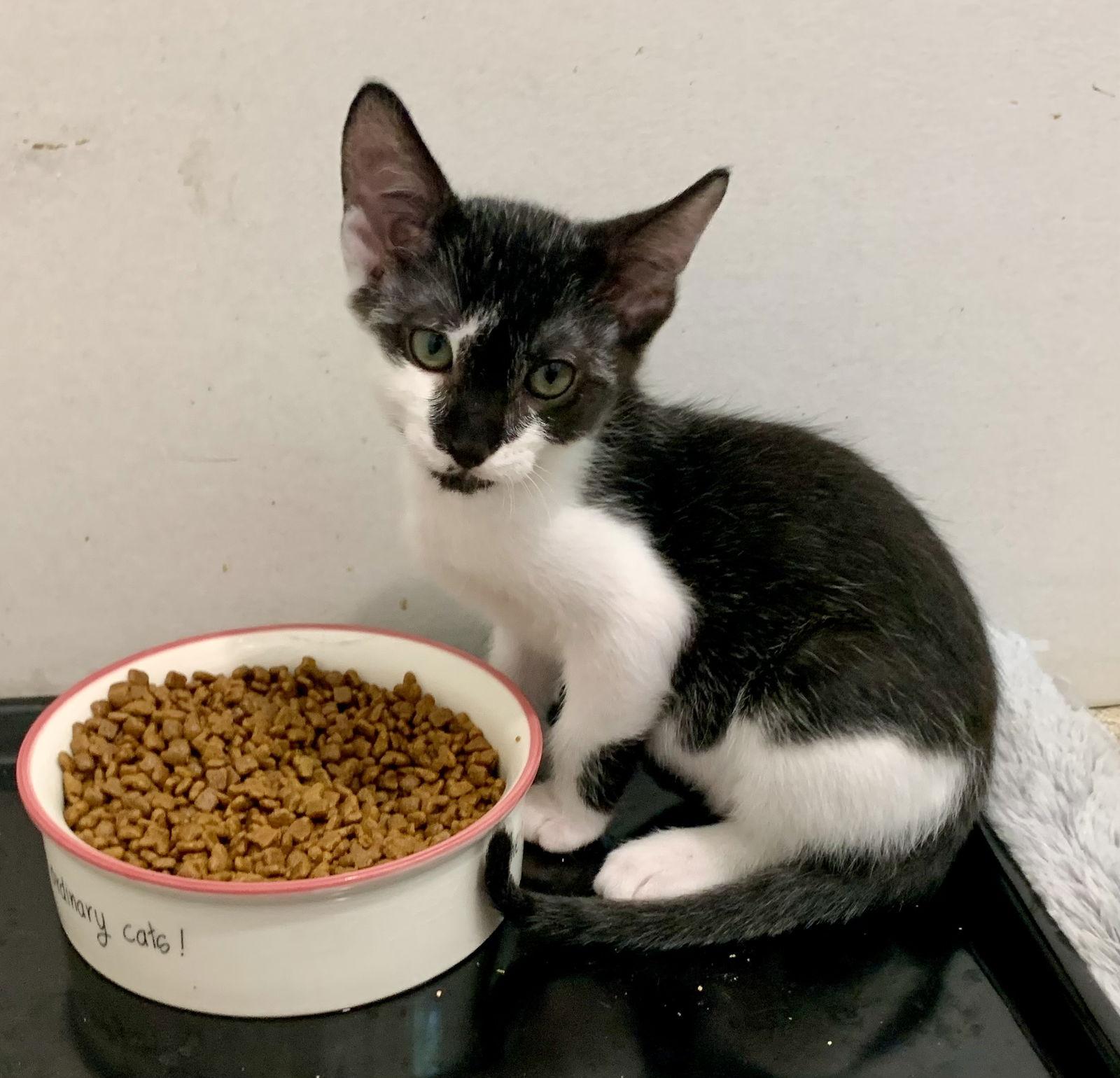 Isaac, a Adoptable mixed breed in Mc Cormick, SC image 3/3