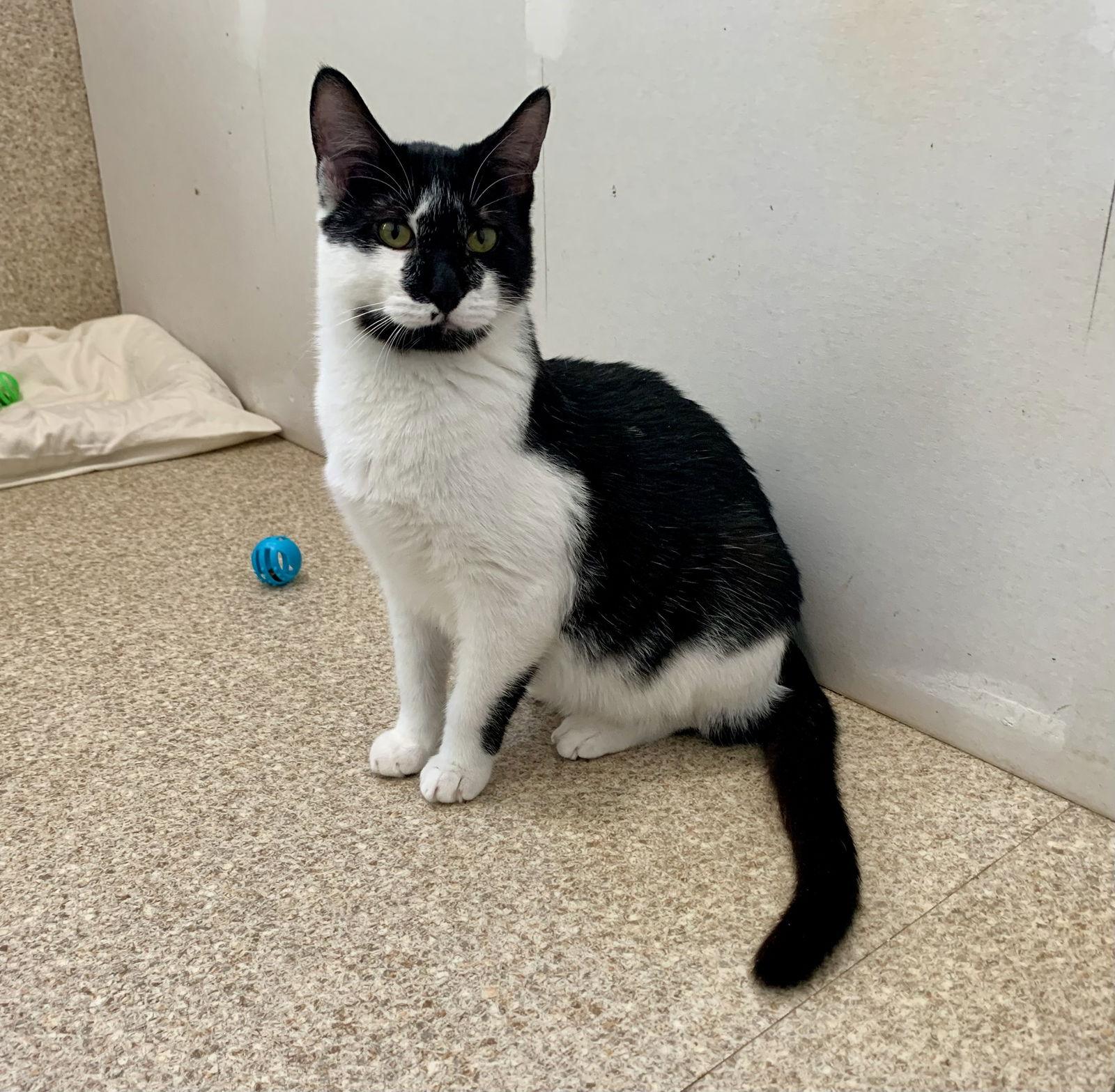 Enlarge Isaac, a Adoptable mixed breed in Mc Cormick, SC image 3/3