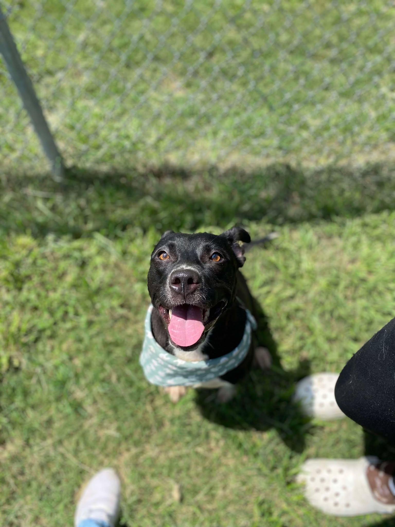 Kaiser **Courtesy Post. Out of town pet. See below for details**