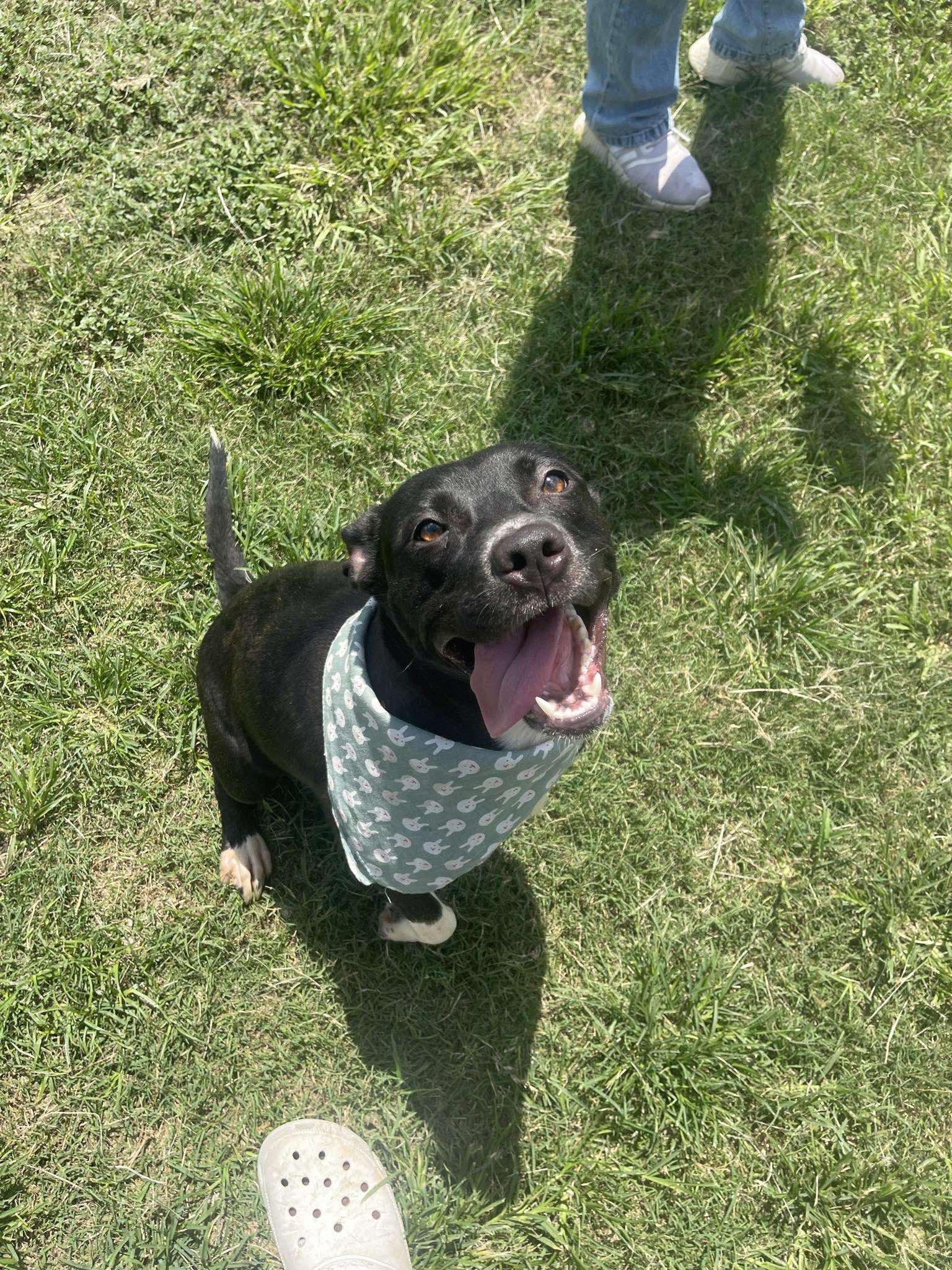 Kaiser **Courtesy Post. Out of town pet. See below for details**