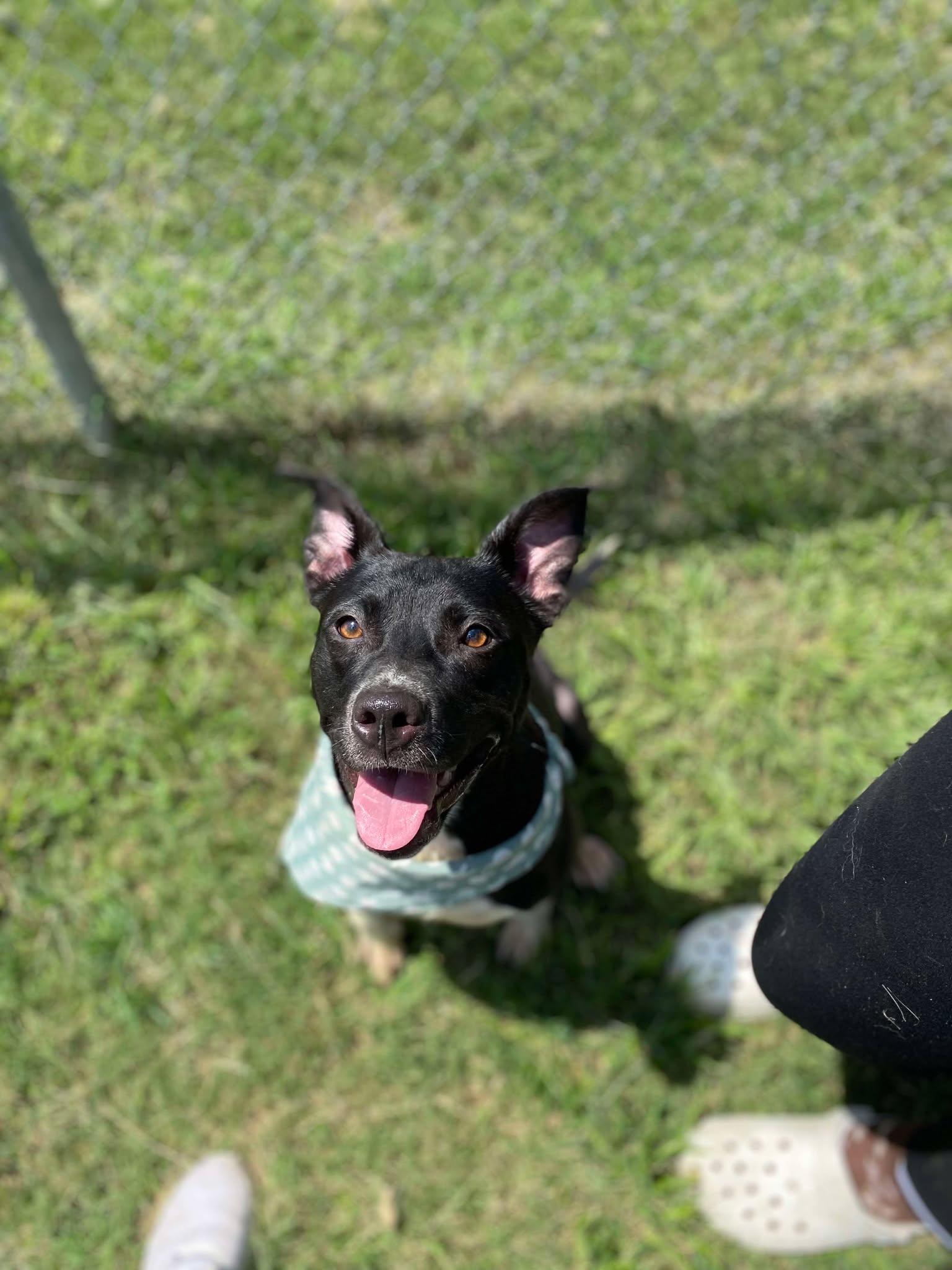 Kaiser **Courtesy Post. Out of town pet. See below for details**