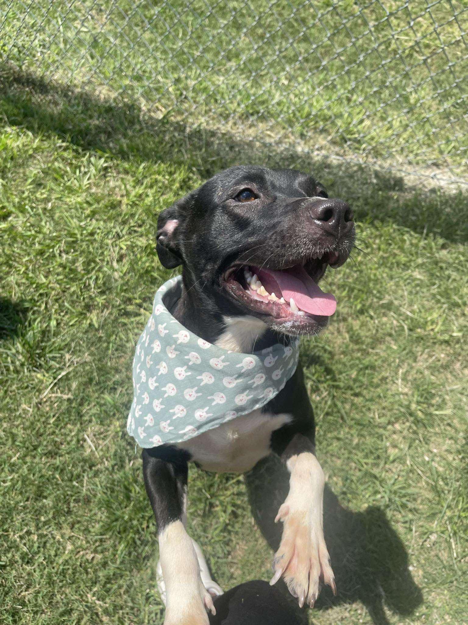 Kaiser **Courtesy Post. Out of town pet. See below for details**