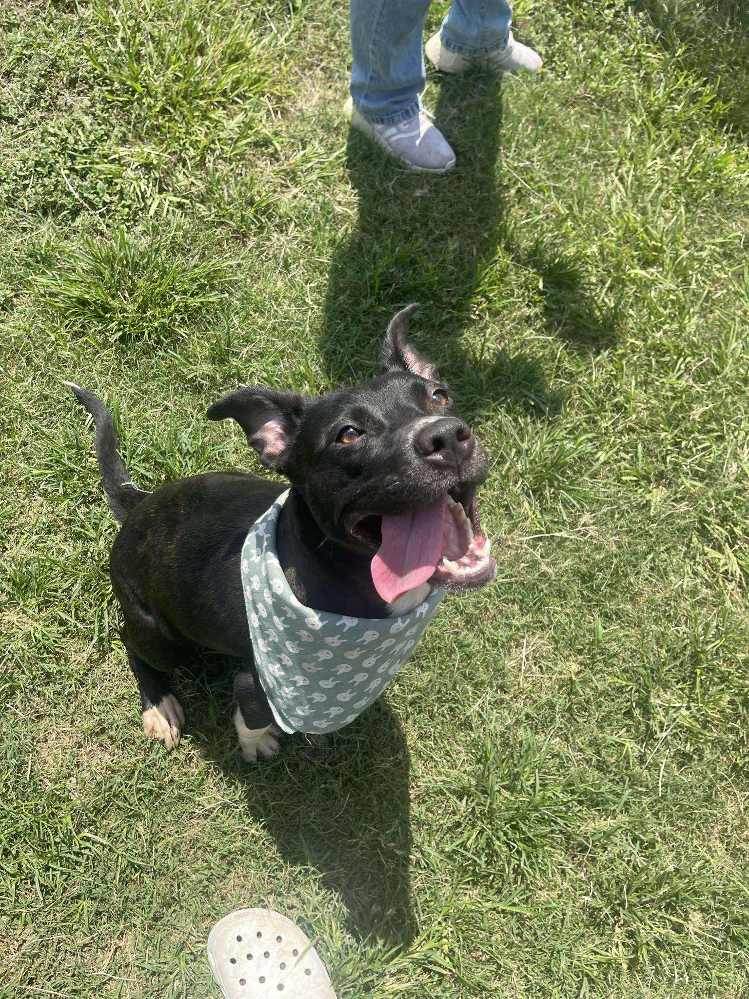 Kaiser **Courtesy Post. Out of town pet. See below for details**