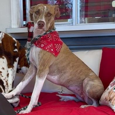 Maggie, Adoptable, Adult Female Terrier & Mixed Breed.