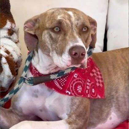 Maggie, a Adoptable mixed breed in Tyler, TX image 2/2