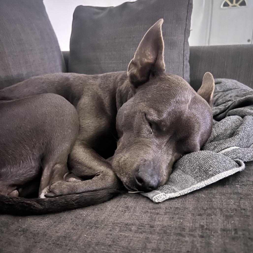 Amelia Rose, a Adoptable mixed breed in Hobe Sound, FL image 1/6
