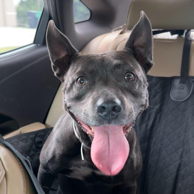 Amelia Rose, a Adoptable mixed breed in Hobe Sound, FL image 2/6