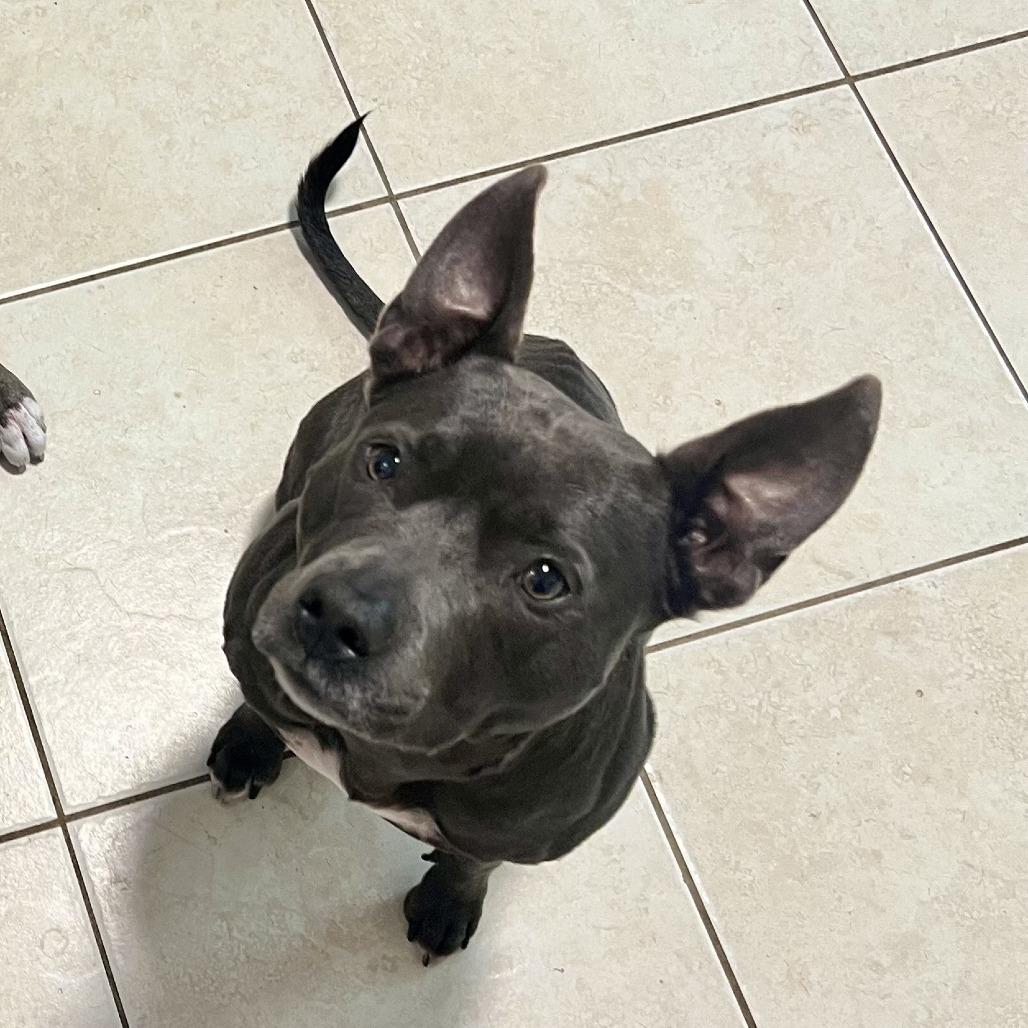 Amelia Rose, a Adoptable mixed breed in Hobe Sound, FL image 3/6