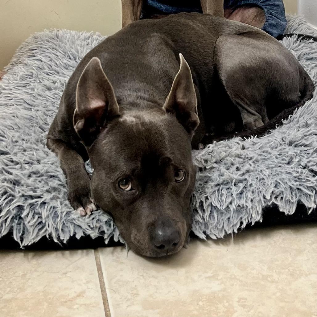 Amelia Rose, a Adoptable mixed breed in Hobe Sound, FL image 4/6