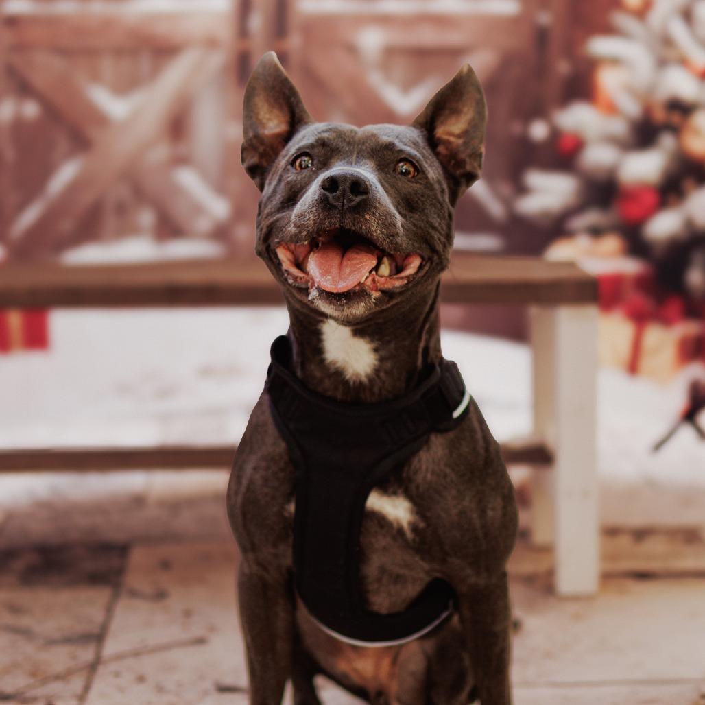 Amelia Rose, a Adoptable mixed breed in Hobe Sound, FL image 5/6