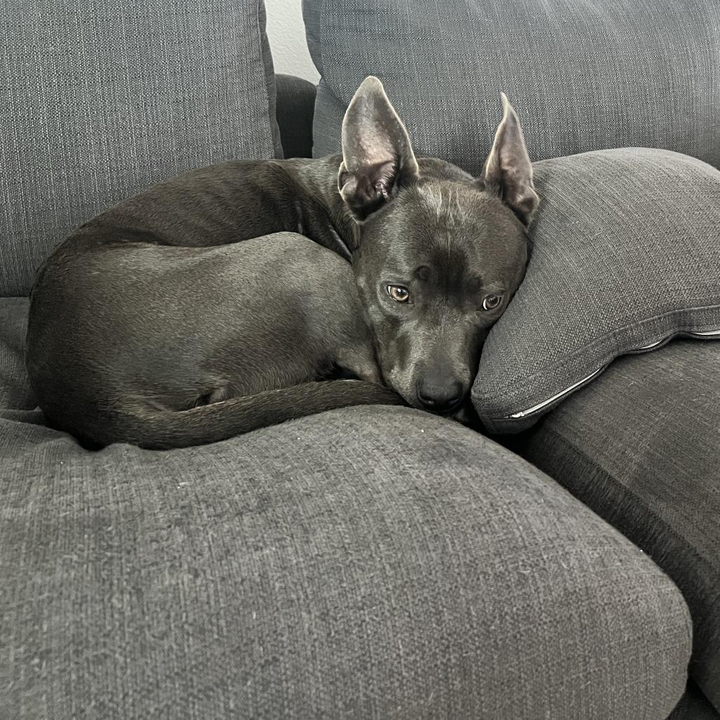 Amelia Rose, a Adoptable mixed breed in Hobe Sound, FL image 6/6