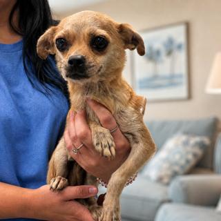 Enlarge Oatmeal, a Adoptable Chihuahua in Orlando, FL image 1/2