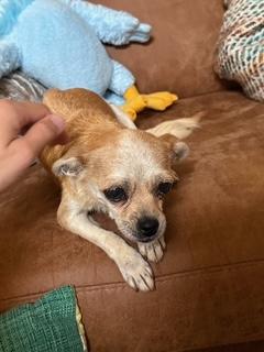 Enlarge Oatmeal, a Adoptable Chihuahua in Orlando, FL image 2/2