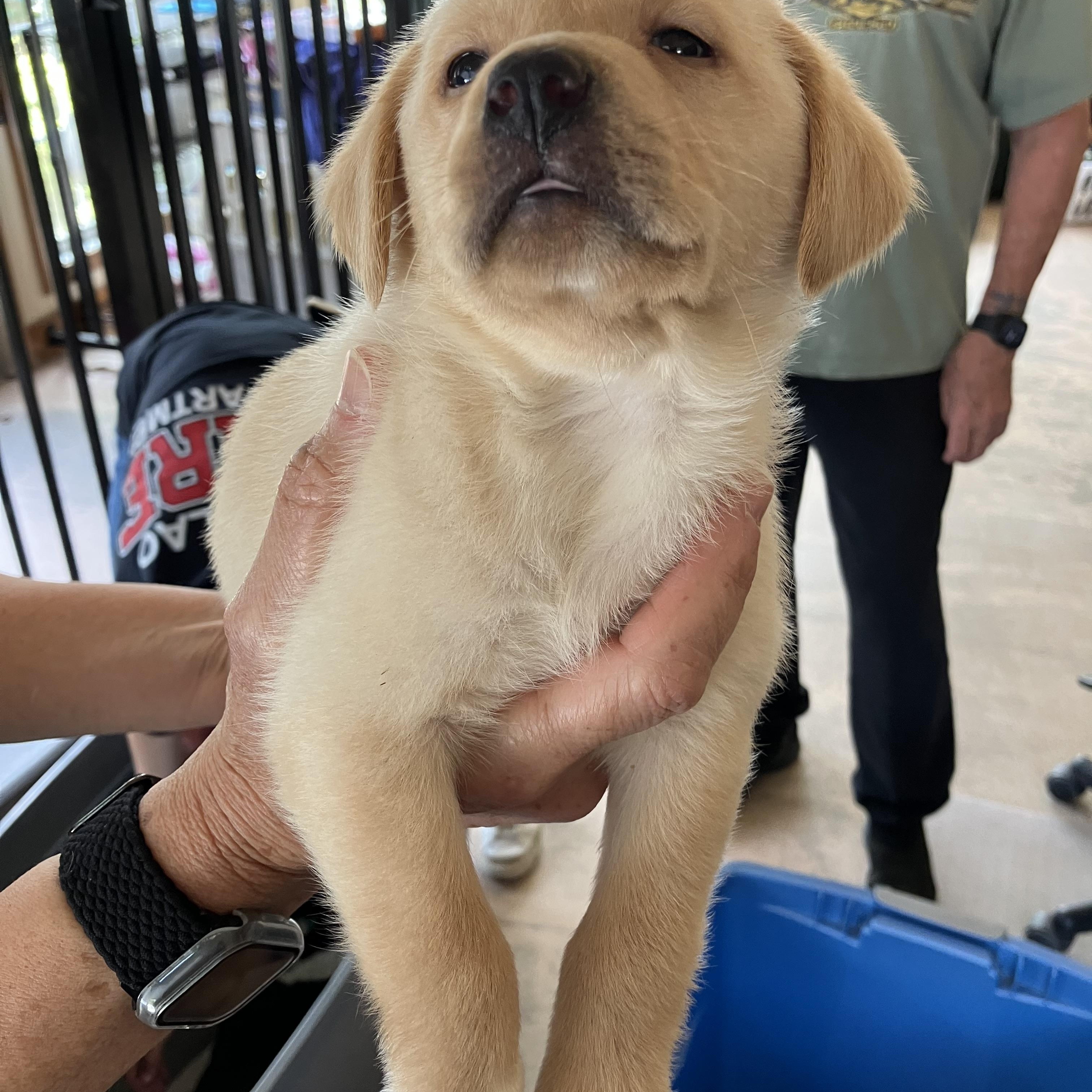 Freddie Mercury, ADOPTABLE, Puppy Male Rat Terrier & Labrador Retriever.