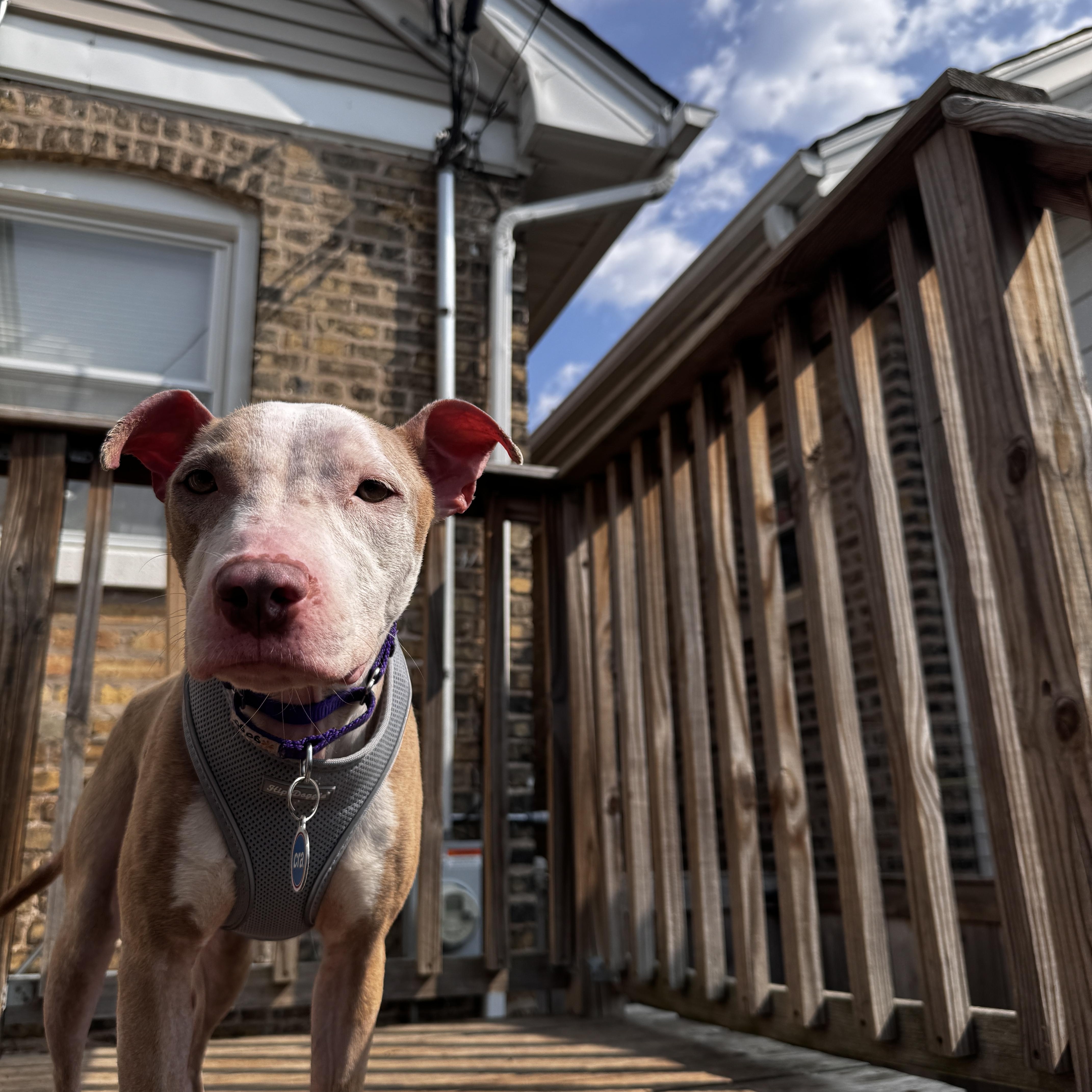 Enlarge Cami, a Adoptable mixed breed in Chicago, IL image 2/6