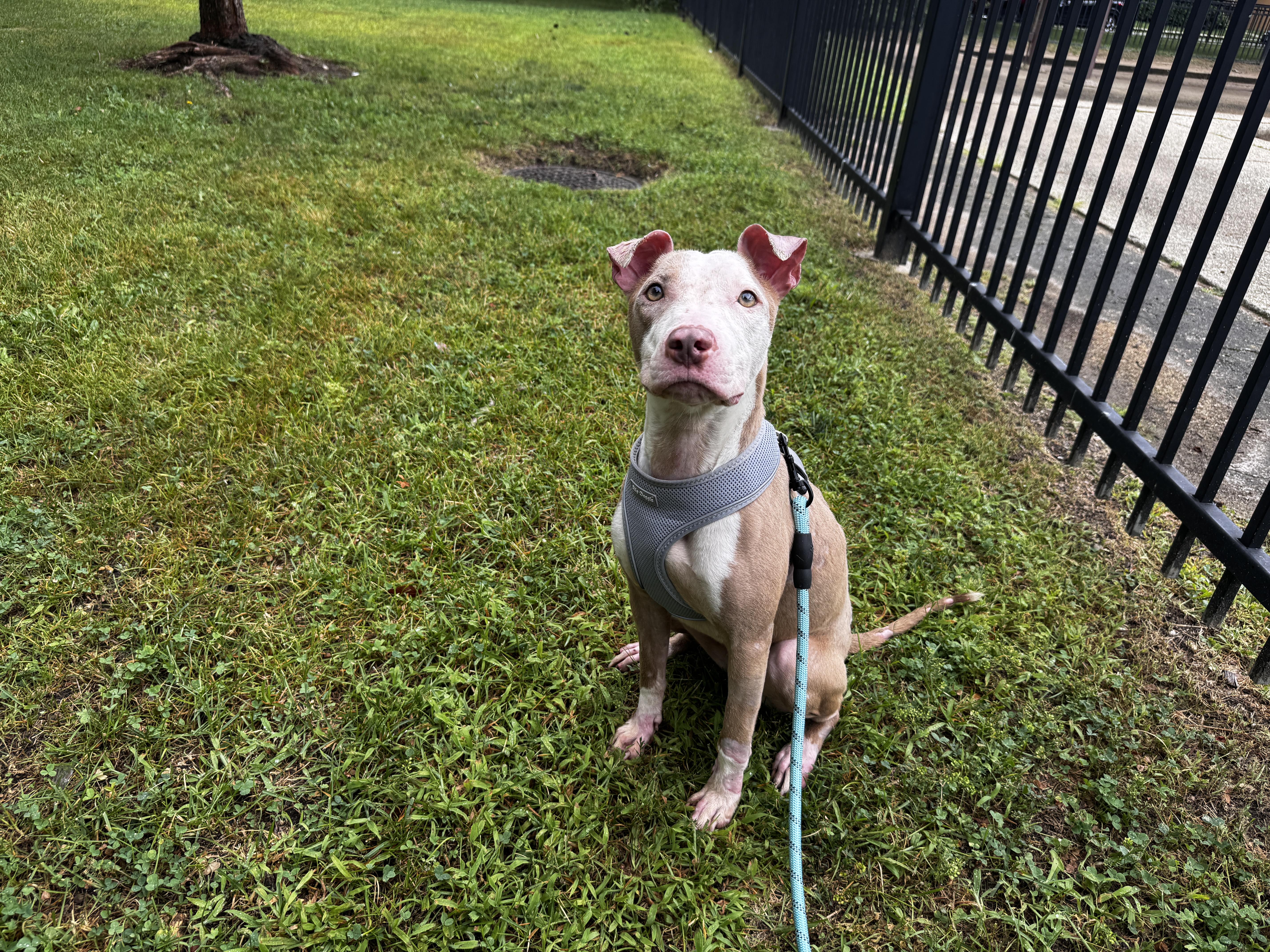 Enlarge Cami, a Adoptable mixed breed in Chicago, IL image 3/6