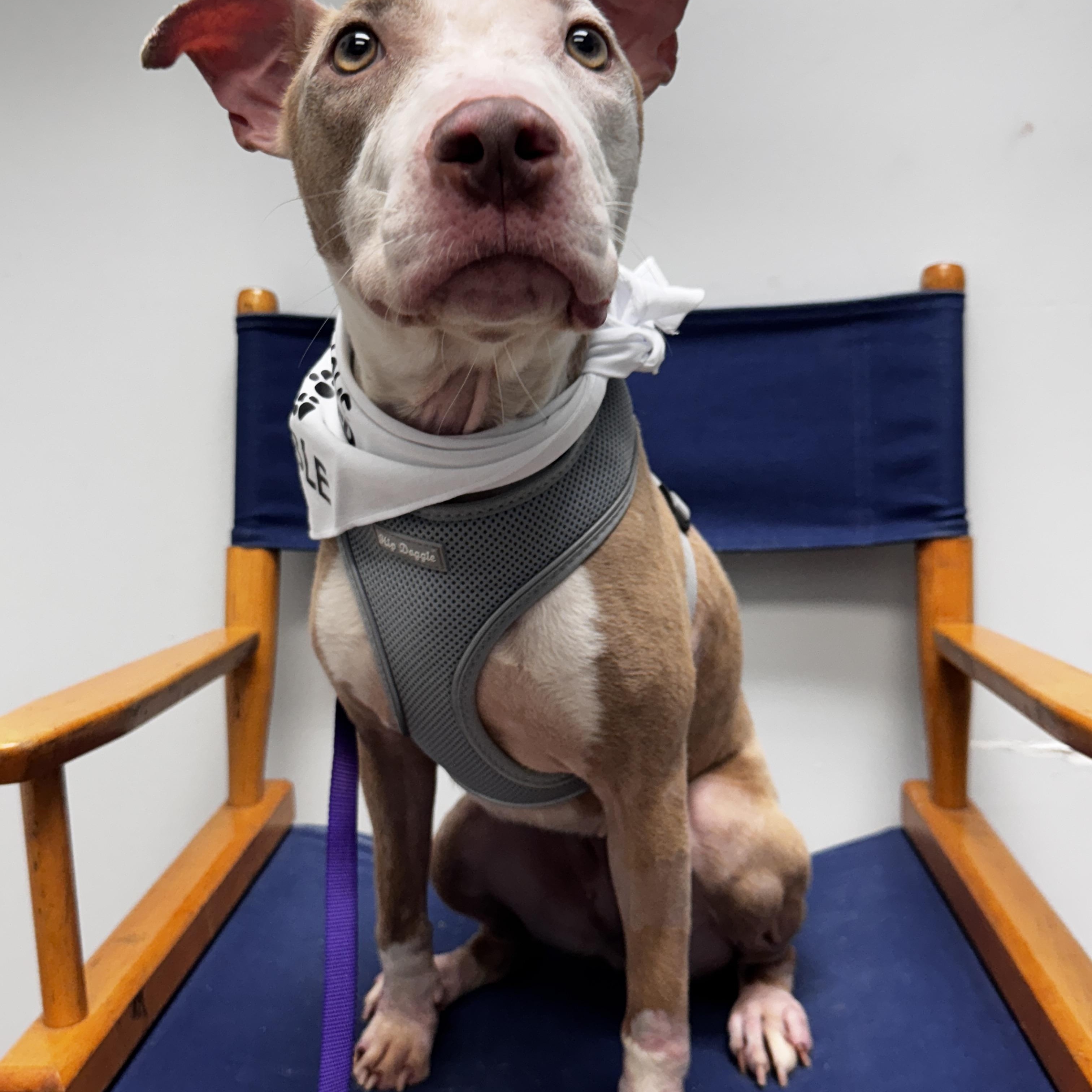 Enlarge Cami, a Adoptable mixed breed in Chicago, IL image 5/6