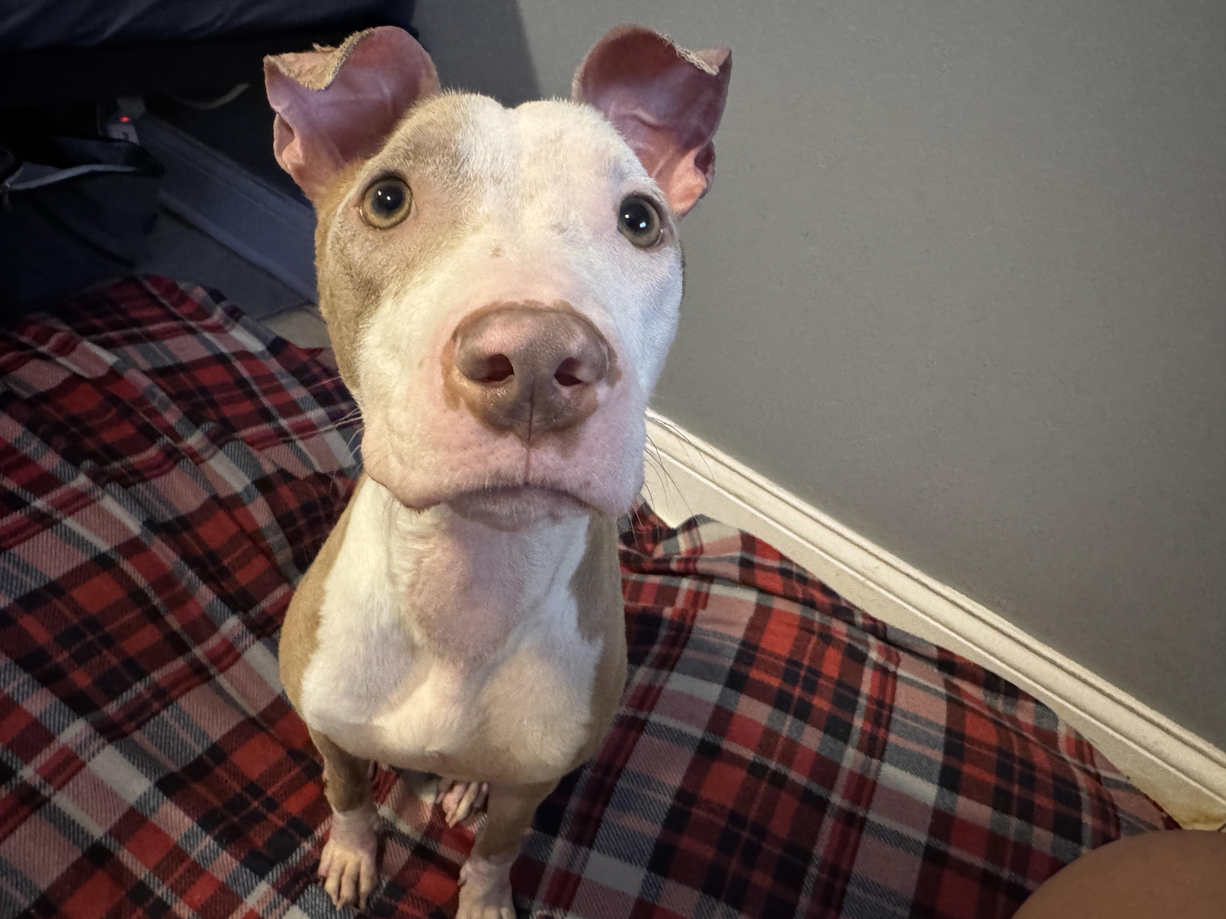 Enlarge Cami, a Adoptable mixed breed in Chicago, IL image 6/6