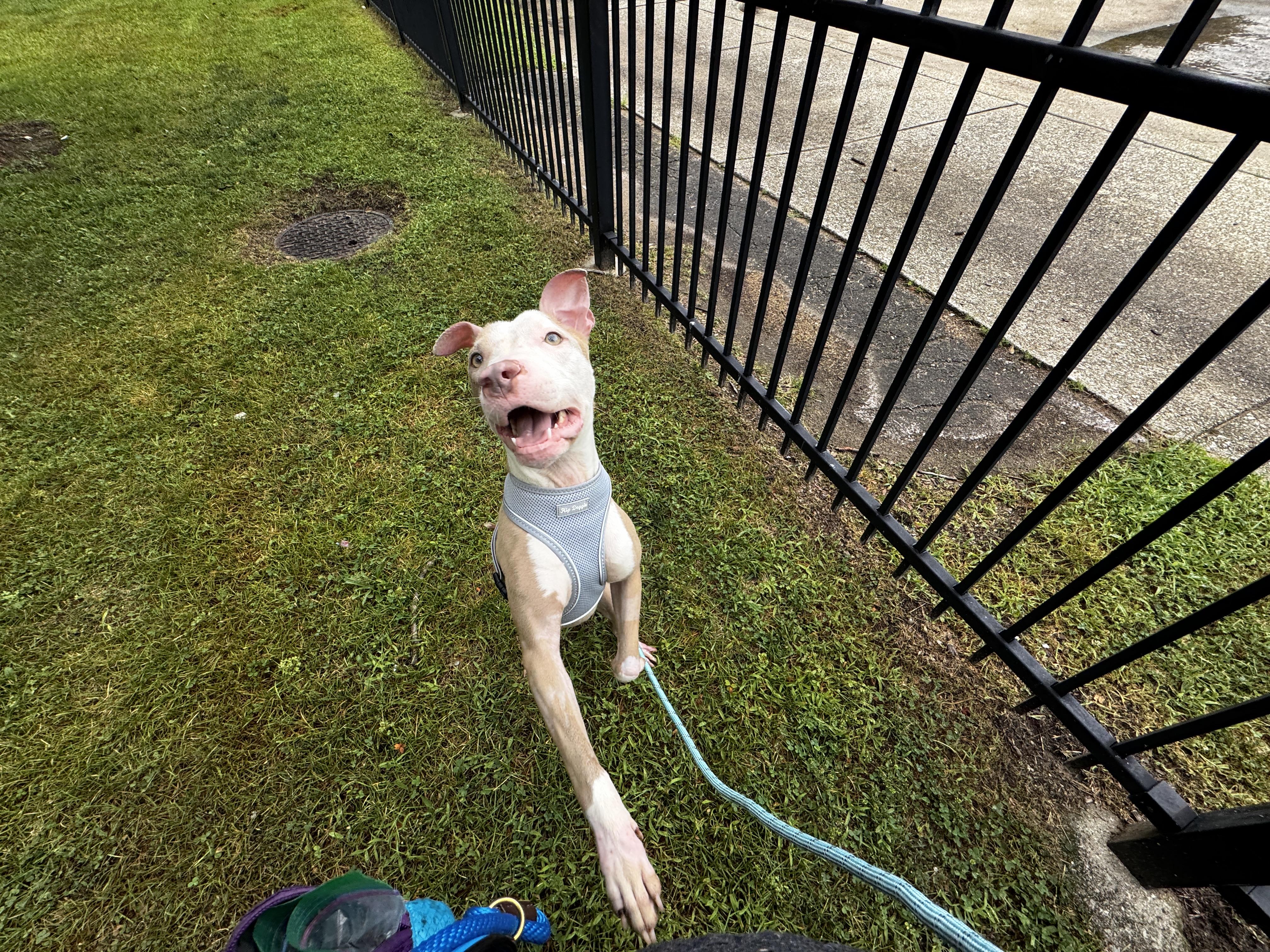 Enlarge Cami, a Adoptable mixed breed in Chicago, IL image 1/6