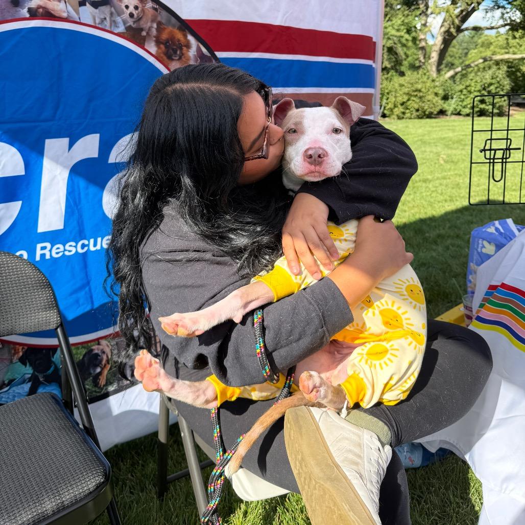 Enlarge Cami, a Adoptable mixed breed in Chicago, IL image 3/6