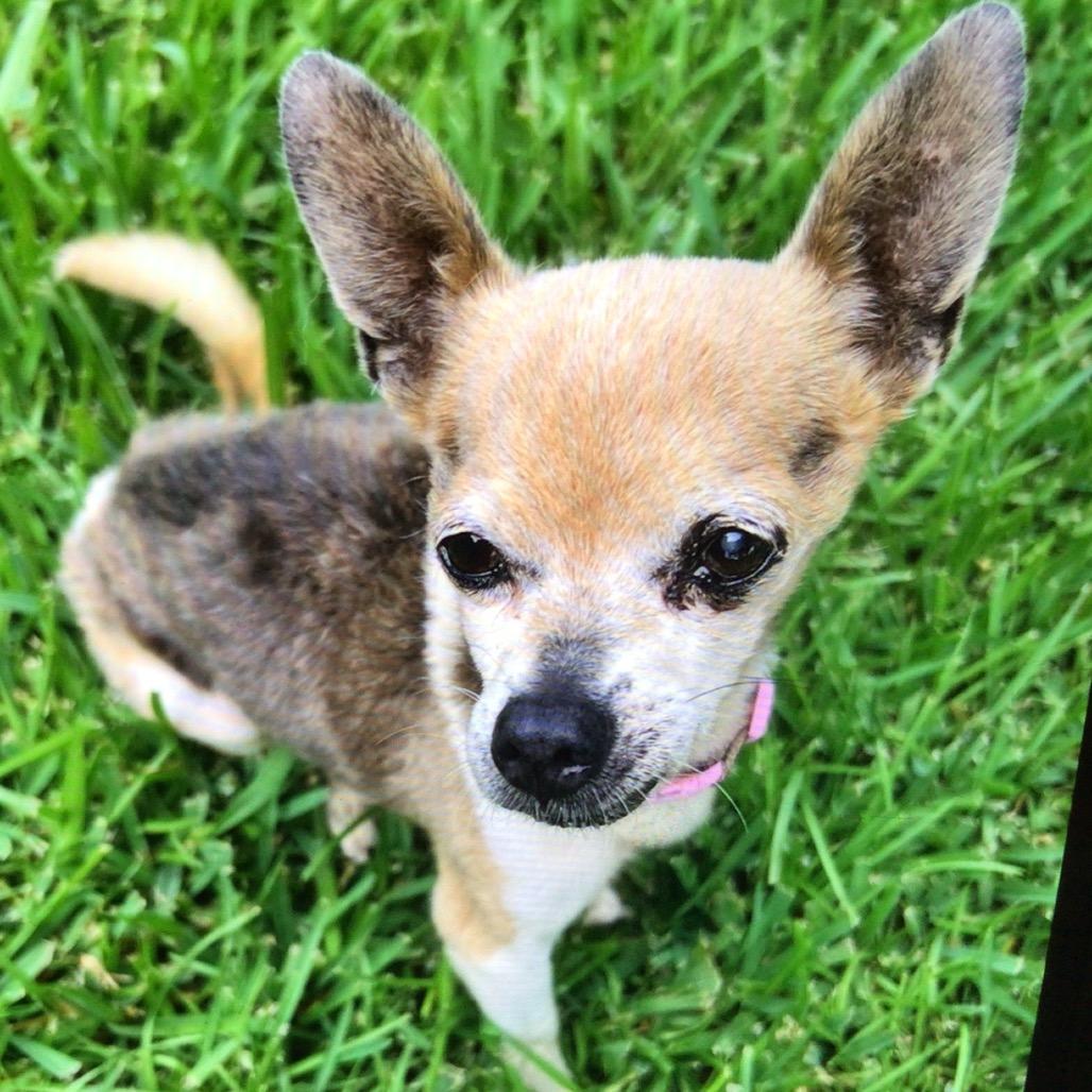 JoJo, Adoptable, Senior Male Chihuahua.