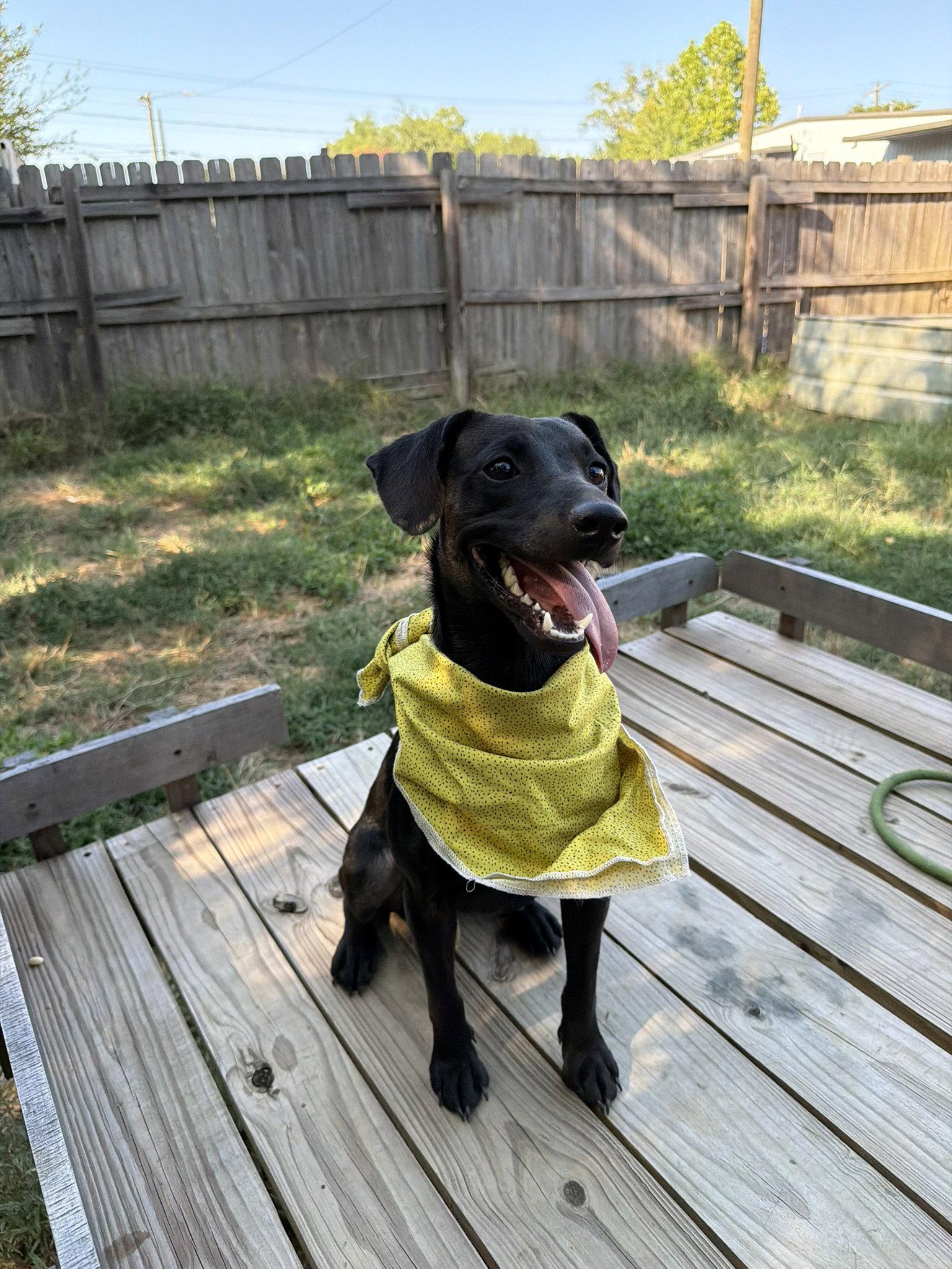 Enlarge Barbie, a Adoptable Dachshund in Jackson, MS image 1/3