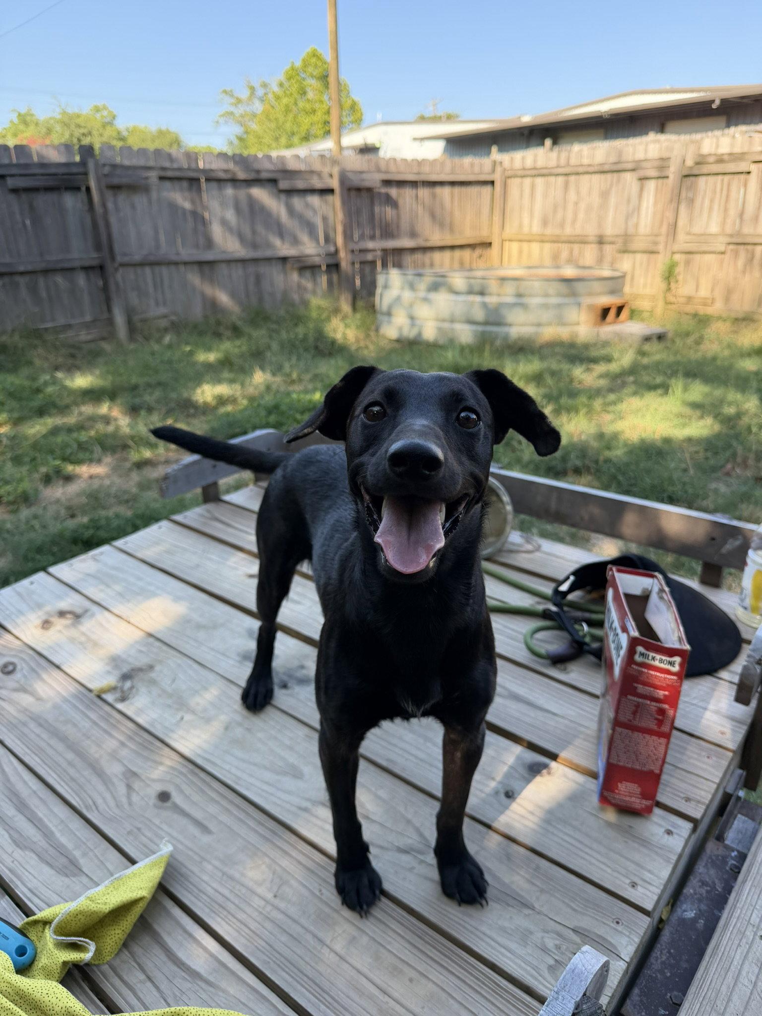 Enlarge Barbie, a Adoptable Dachshund in Jackson, MS image 2/3