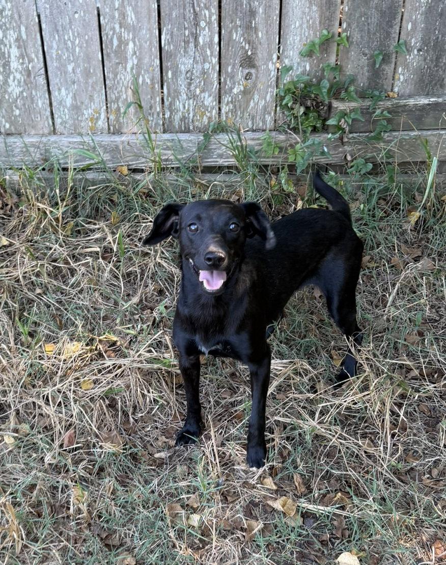 Enlarge Barbie, a Adoptable Dachshund in Jackson, MS image 3/3