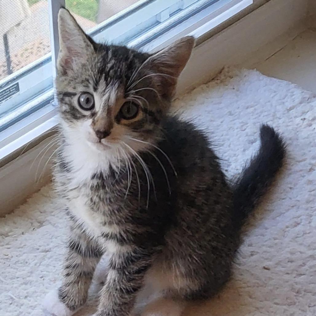 Enlarge Gouda, a Adoptable Domestic Short Hair in Ridgely, MD image 1/2