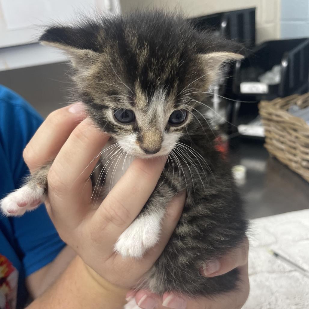Enlarge Gouda, a Adoptable Domestic Short Hair in Ridgely, MD image 2/2
