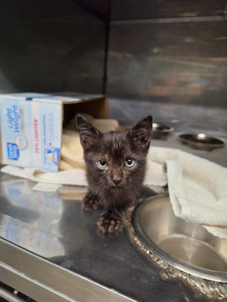 Crow, Adoptable, Kitten Male Domestic Short Hair.