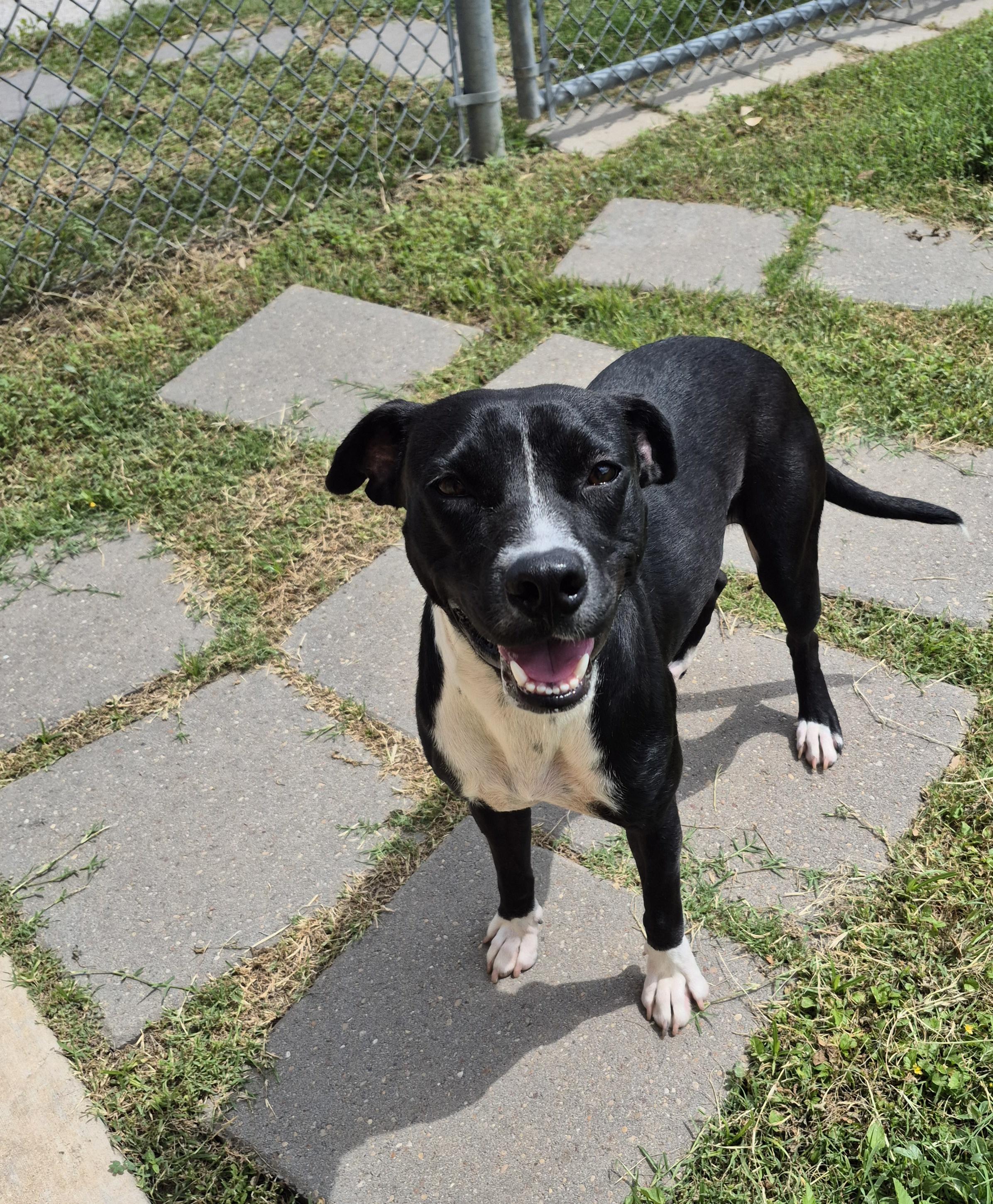 Enlarge Ramona, a ADOPTABLE Mixed Breed in Schertz, TX image 1/5