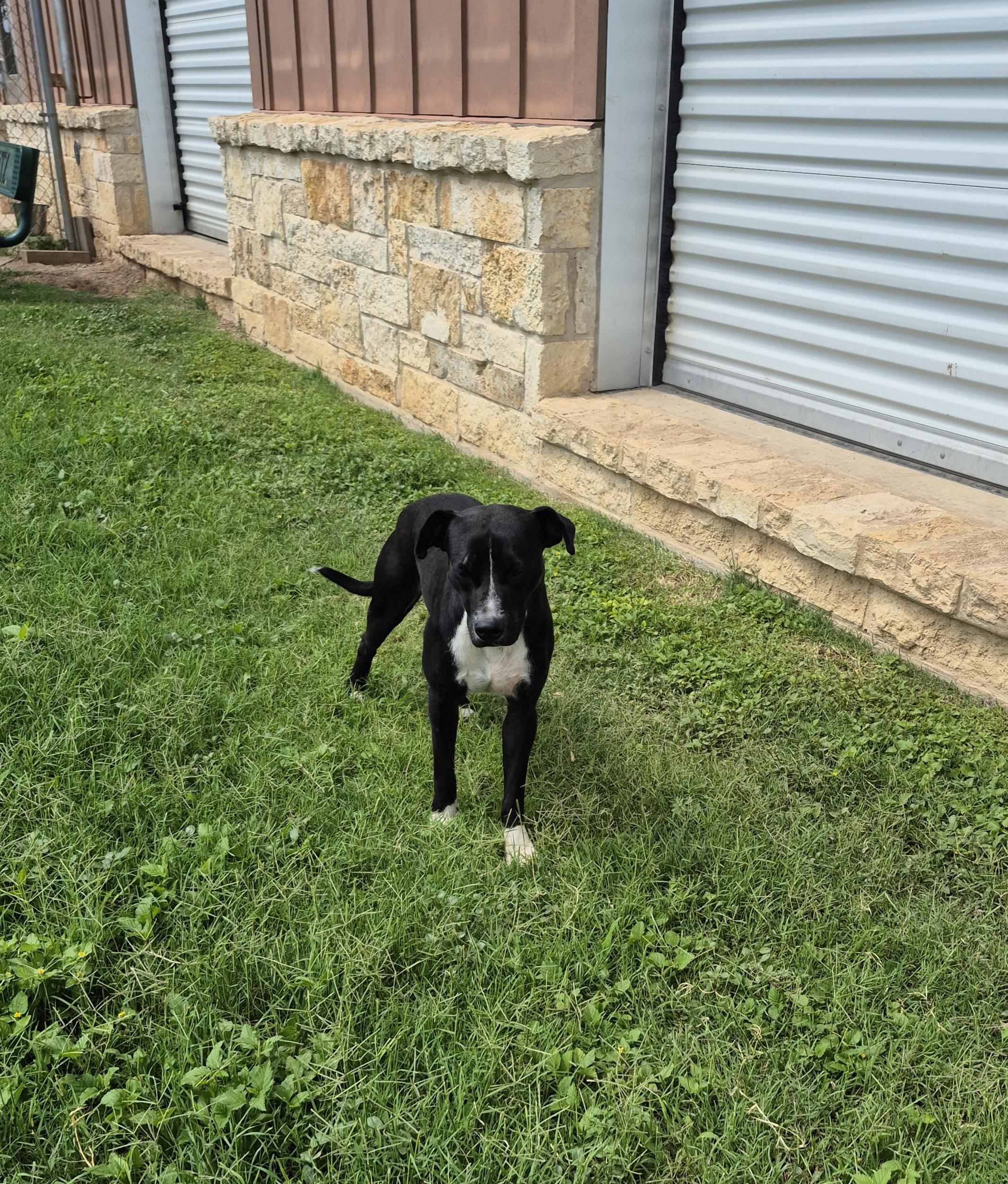 Enlarge Ramona, a ADOPTABLE Mixed Breed in Schertz, TX image 4/5