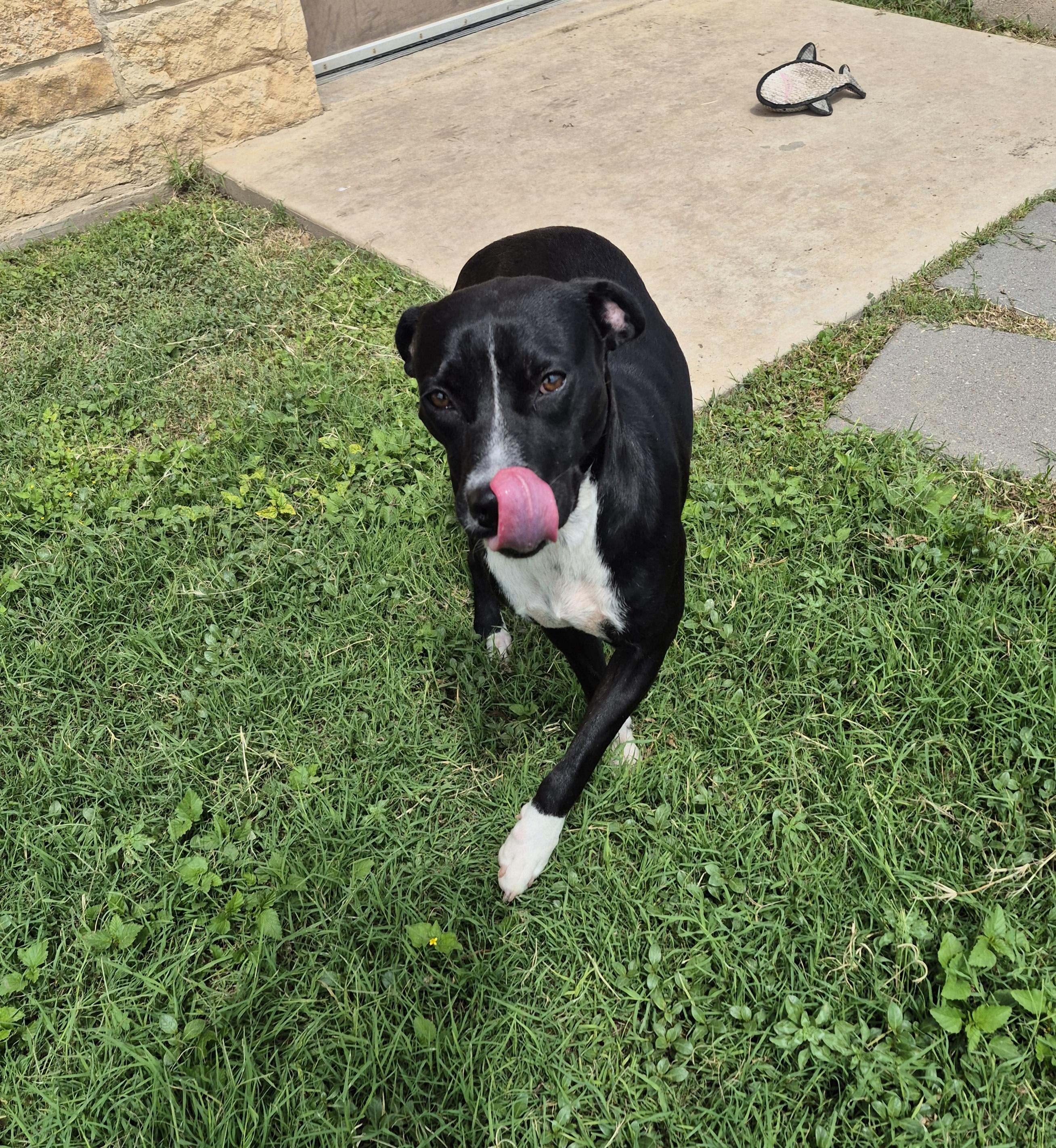 Enlarge Ramona, a ADOPTABLE Mixed Breed in Schertz, TX image 2/5