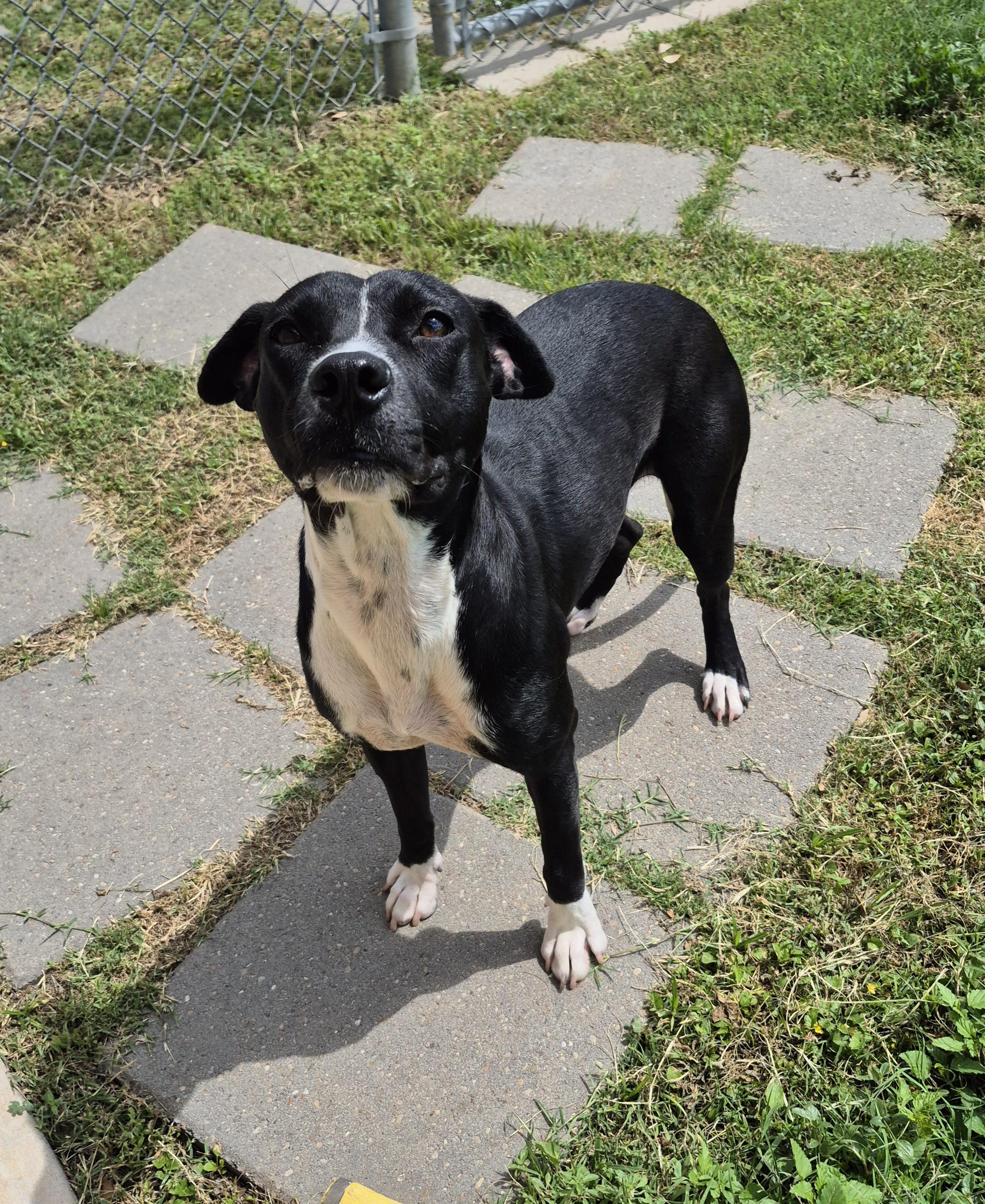 Enlarge Ramona, a ADOPTABLE Mixed Breed in Schertz, TX image 3/5